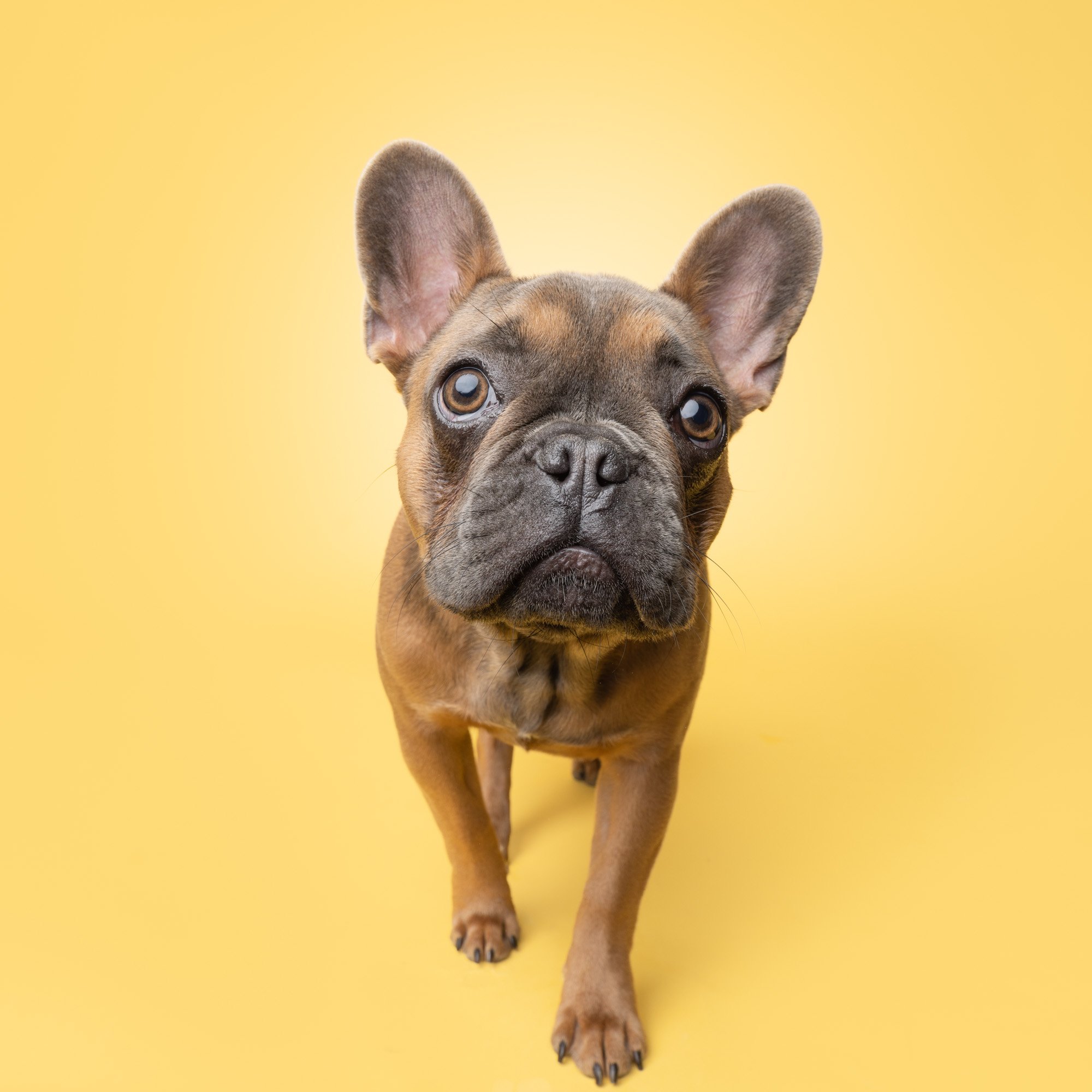 Greg Murray Photography | Pet and Animal Stock Photography | studio portrait of french bulldog standing against yellow backdrop.jpg