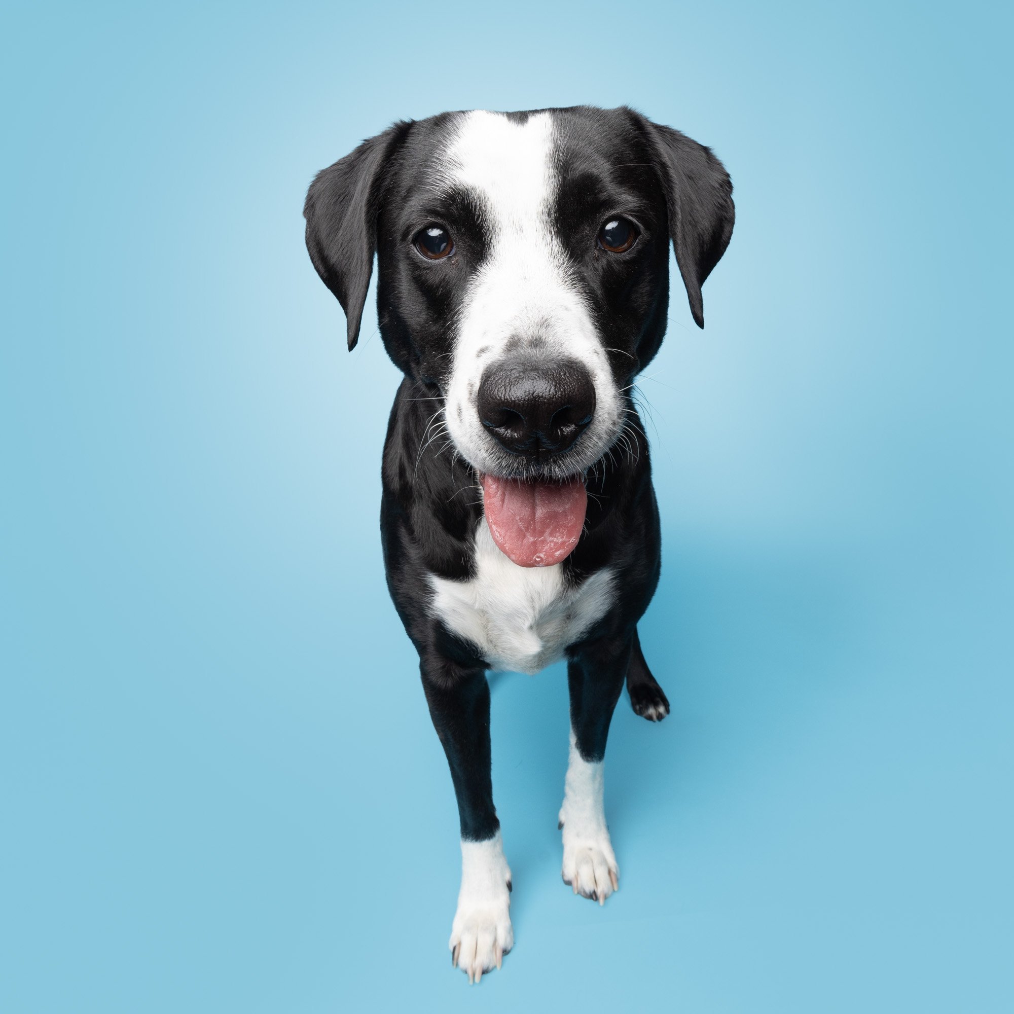 Greg Murray Photography | Pet and animal stock photography | studio portrait of smiling mixed breed pit bull dog against blue backdrop_.jpg