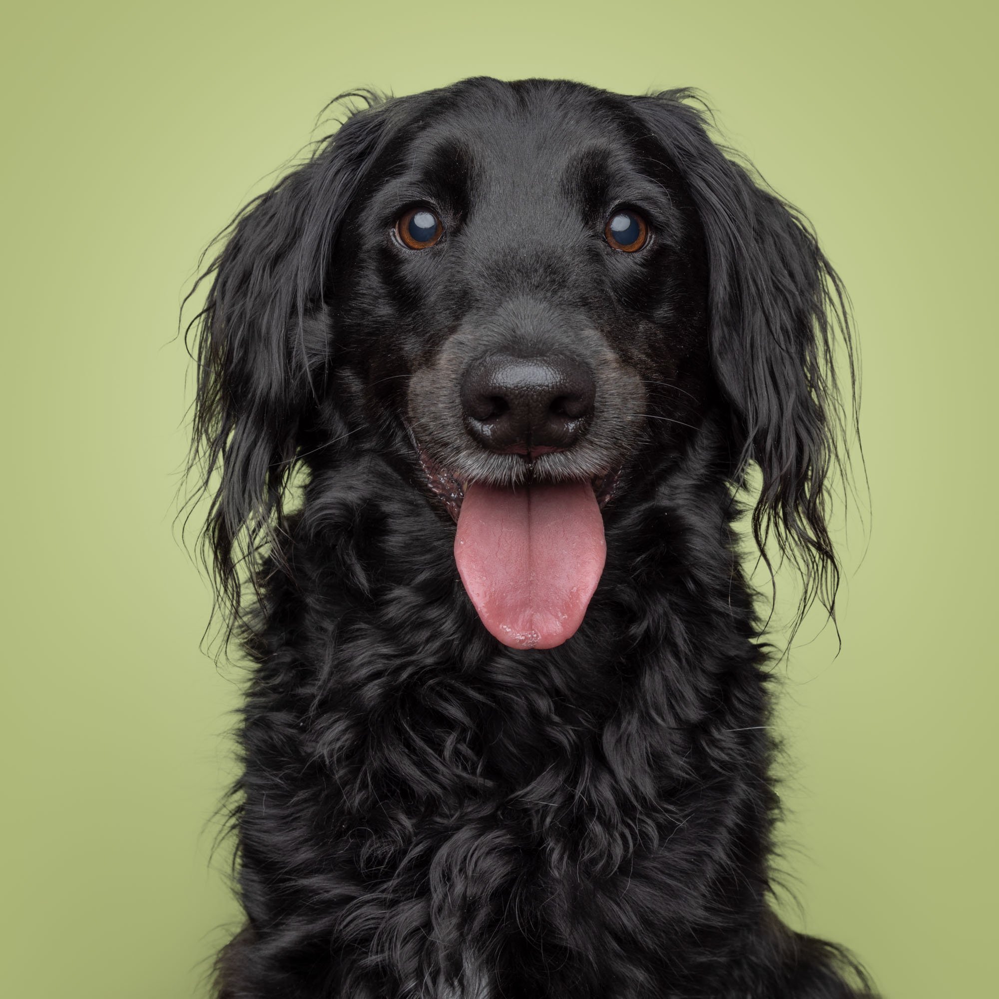 Greg Murray Photography | Pet and Animal Stock Photography | studio portrait of black mixed breed dog smiling against green backdrop.jpg