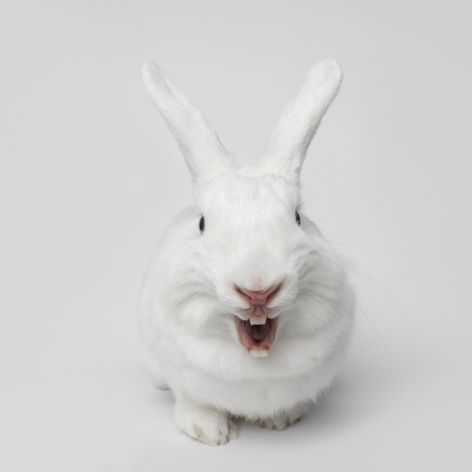 Greg Murray Photography | Pet and Animal Stock Photography | studio portrait of smiling white raabbit against a white backdrop.jpg