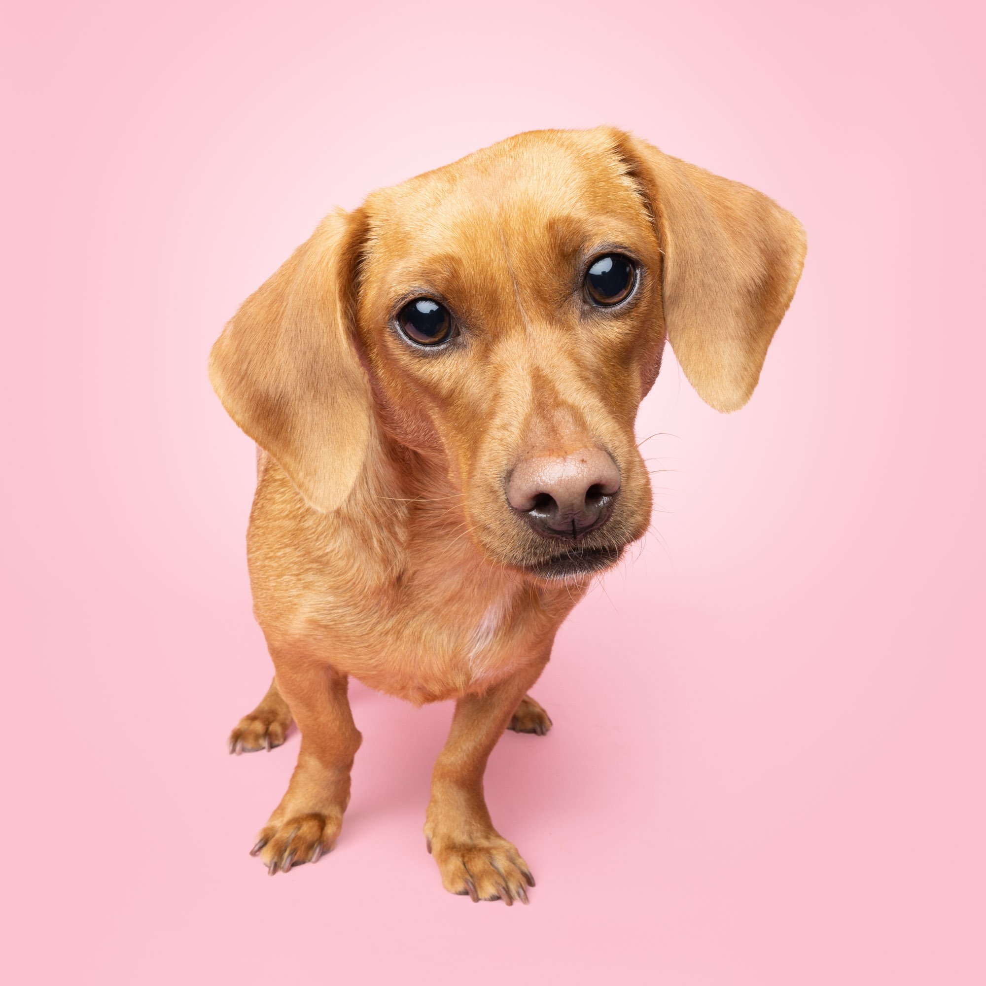 Greg Murray Photography | Pet and Animal Stock Photography | studio portrait of brown dachshund weiner dog against a pink background.jpg