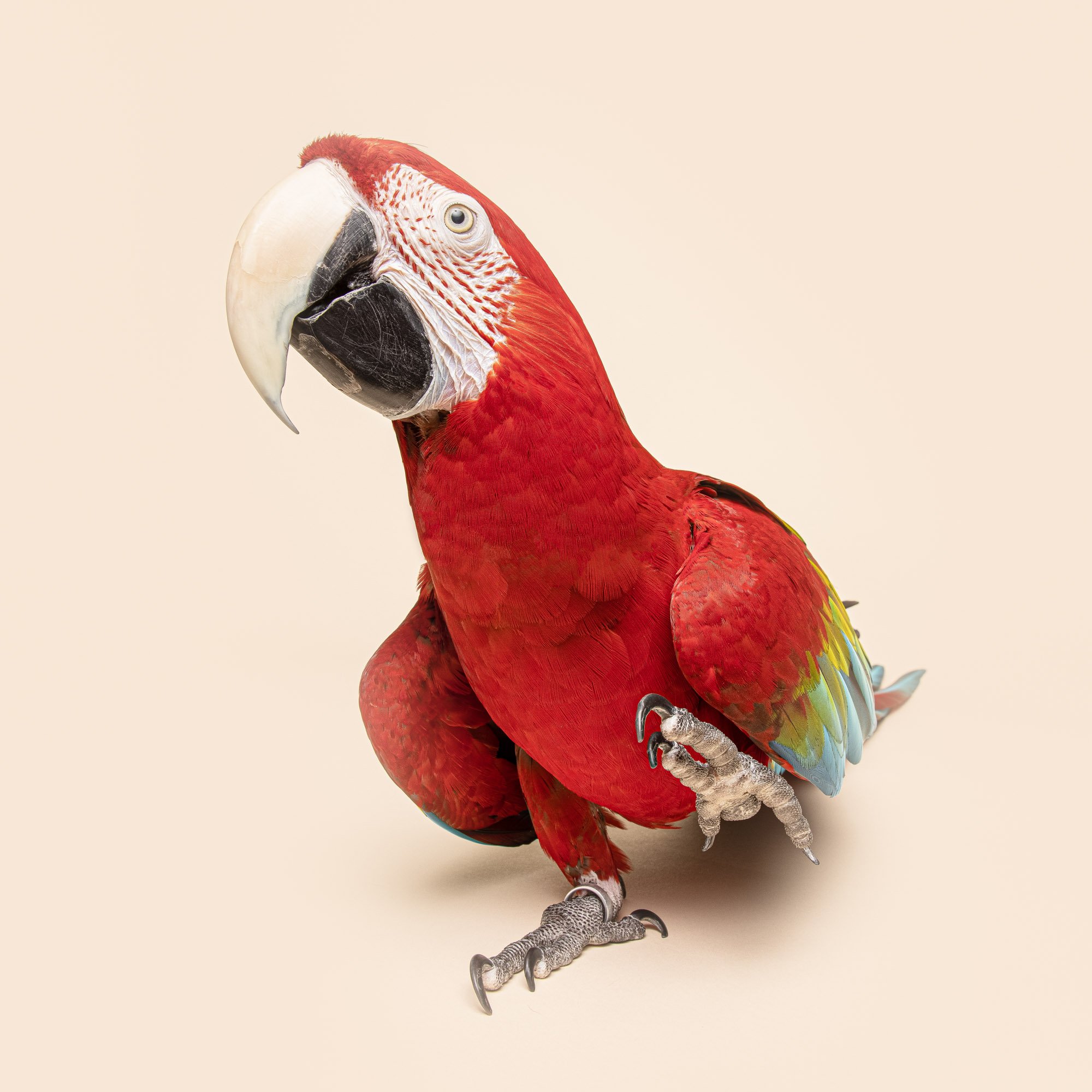 Greg Murray Photography | Pet and Animal Stock Photography | studio portrait of red macaw parrot against beige backdrop.jpg