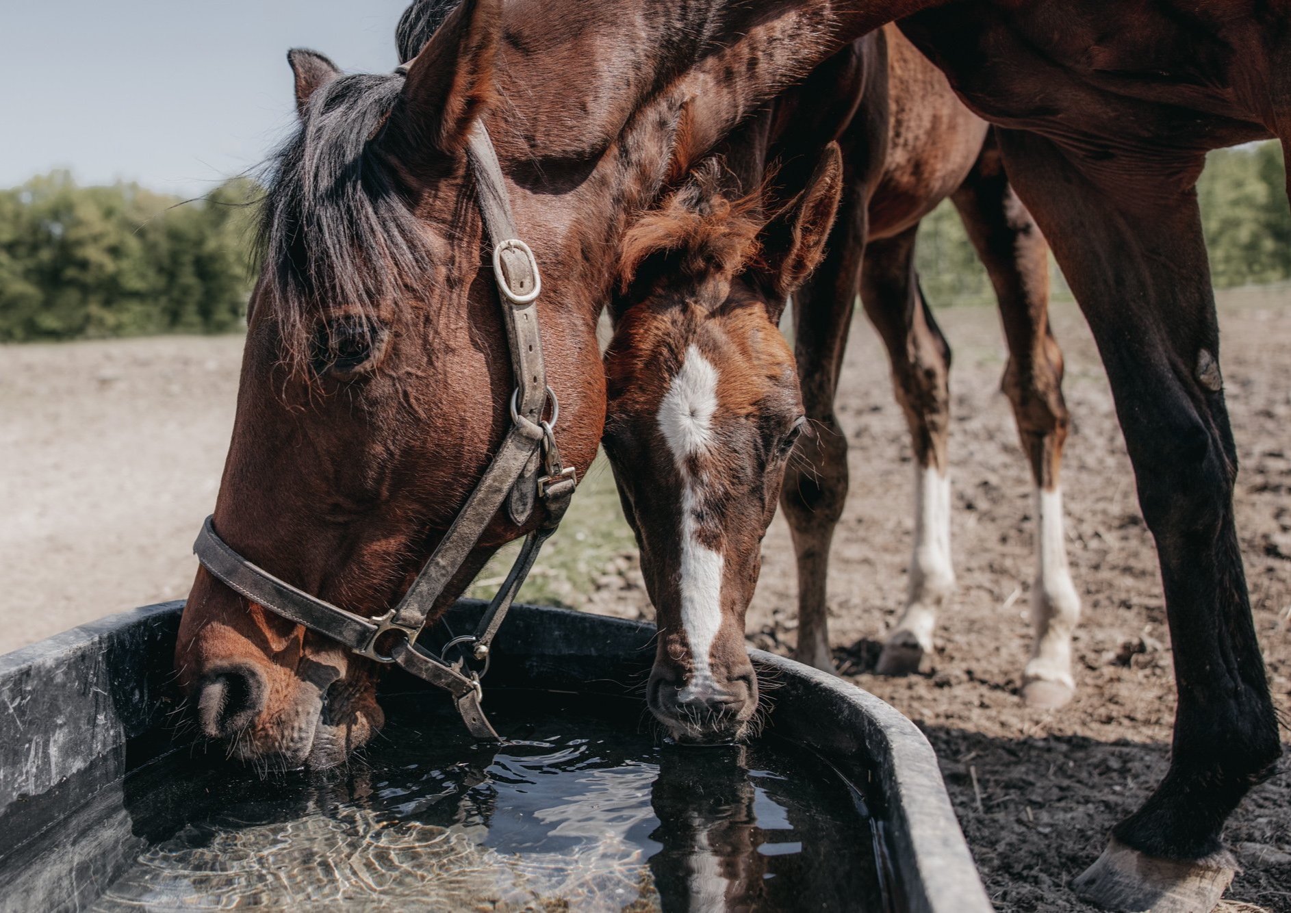 Greg+Murray+Photography+%7C+Cleveland+Ohio+Northeast+Ohio+Equine+Horse+Photography+%7C+mar+and+foal+drinking+water+together+outside+in+dirt+field.jpg