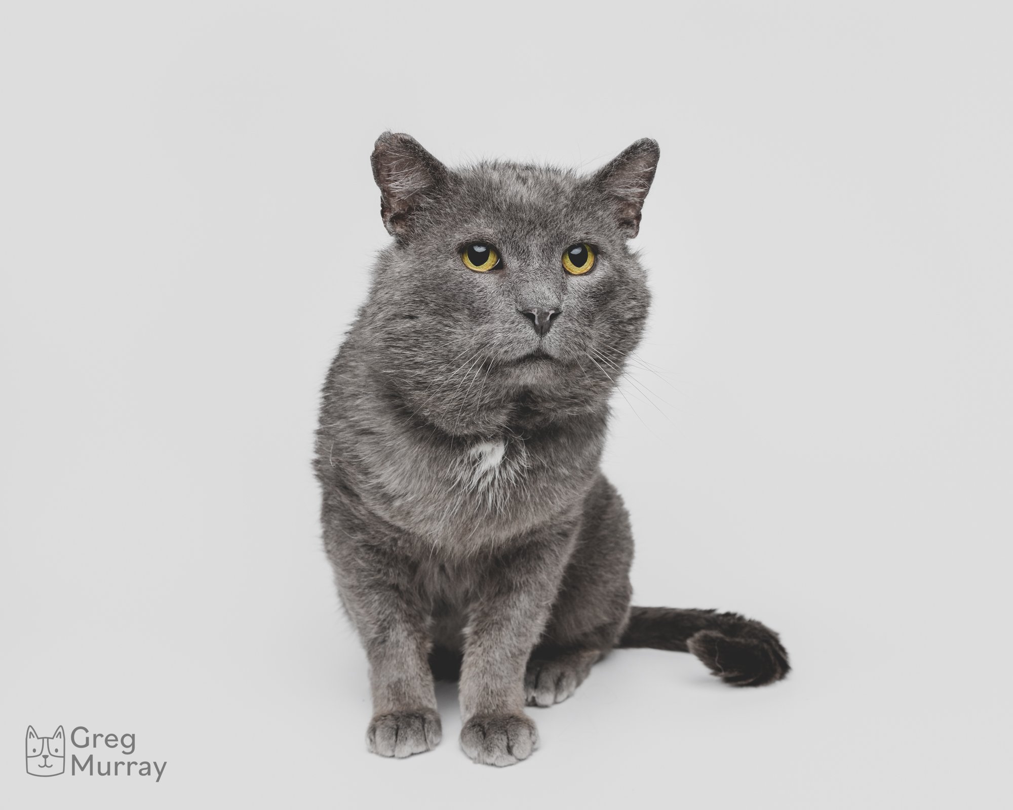 Greg Murray Photography | Cleveland based cat photographer dog photographer animal photographer pet photographer | studio portrait of rescue cat against a seamless backdrop1.jpg