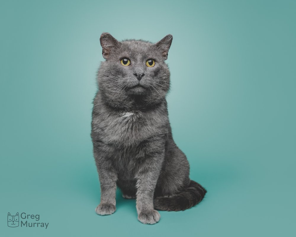 Greg Murray Photography | Cleveland based cat photographer dog photographer animal photographer pet photographer | studio portrait of rescue cat against a seamless backdrop2.jpg