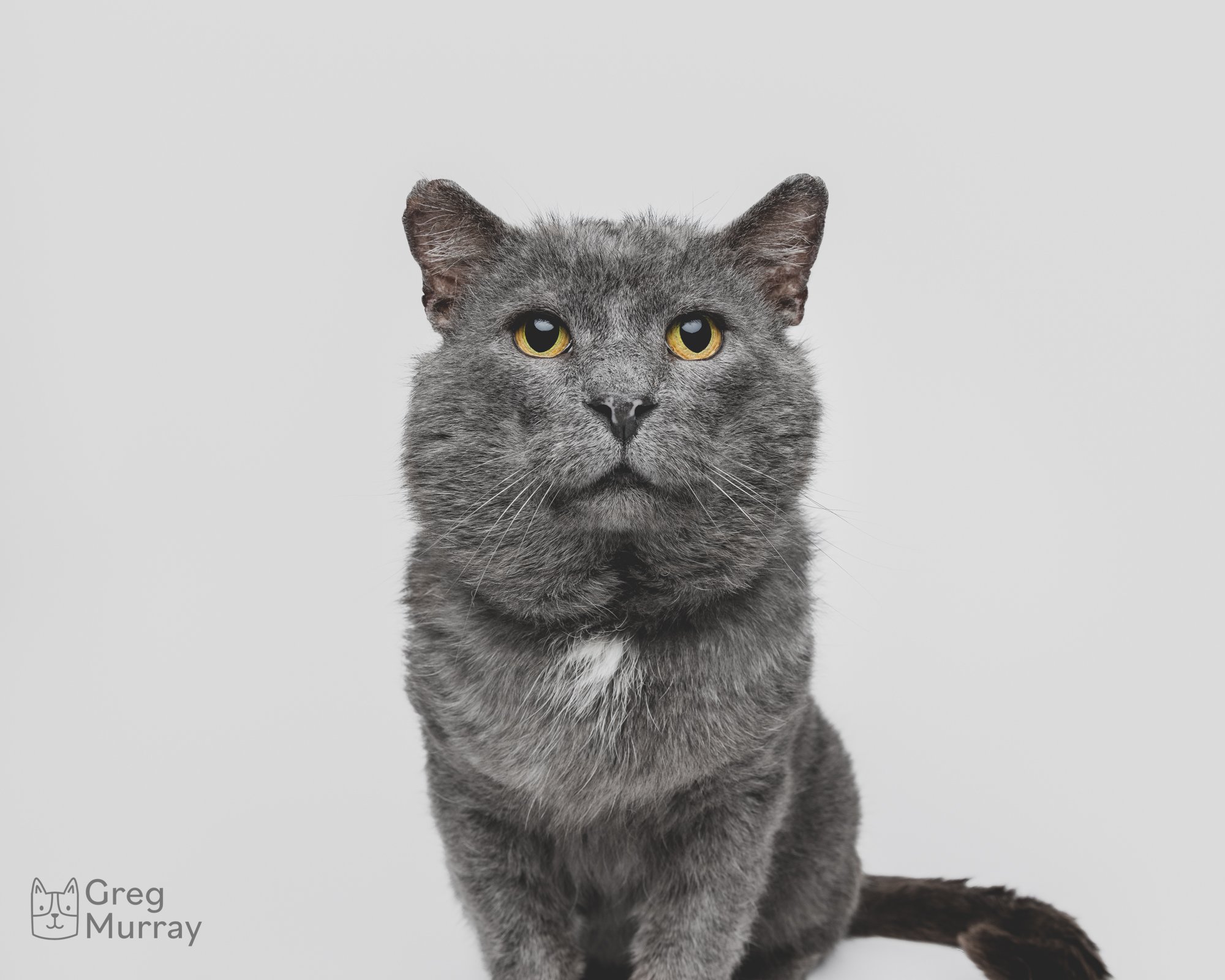 Greg Murray Photography | Cleveland based cat photographer dog photographer animal photographer pet photographer | studio portrait of rescue cat against a seamless backdrop3.jpg