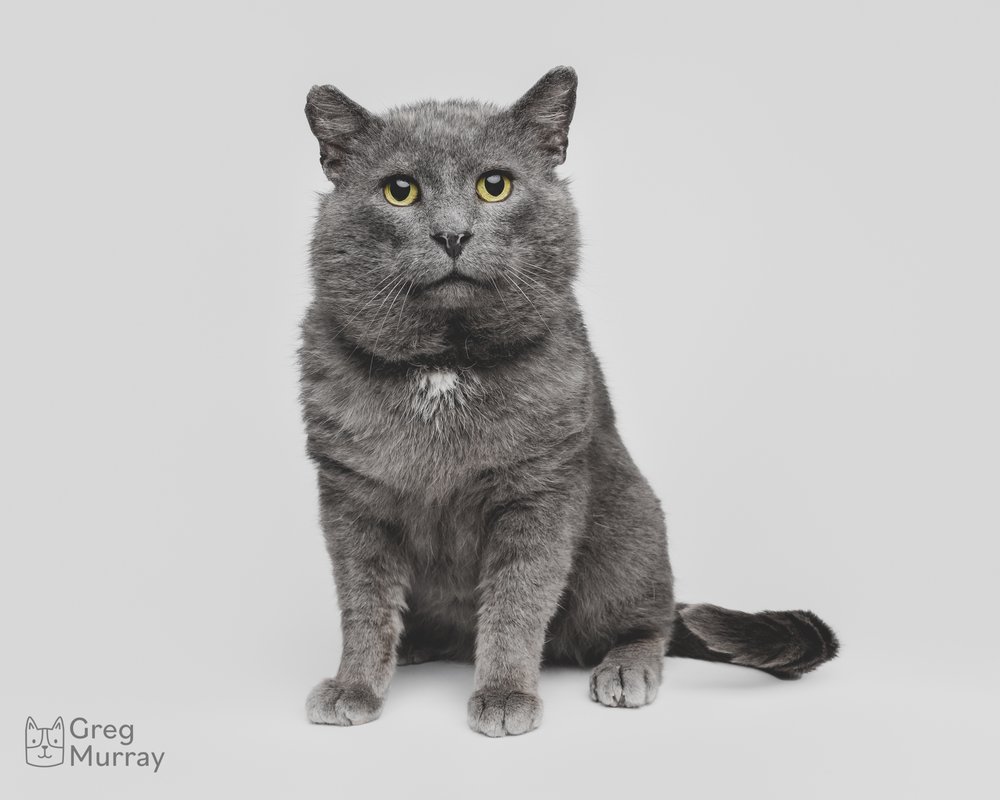 Greg Murray Photography | Cleveland based cat photographer dog photographer animal photographer pet photographer | studio portrait of rescue cat against a seamless backdrop4.jpg