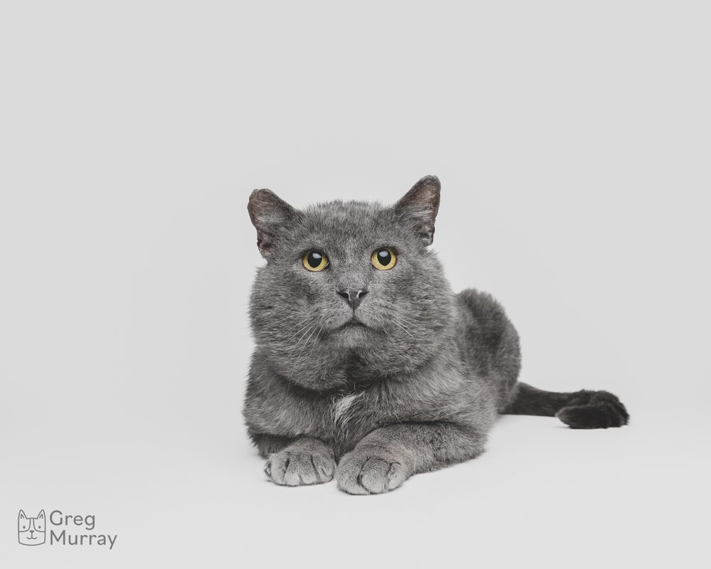 Greg Murray Photography | Cleveland based cat photographer dog photographer animal photographer pet photographer | studio portrait of rescue cat against a seamless backdrop5.jpg