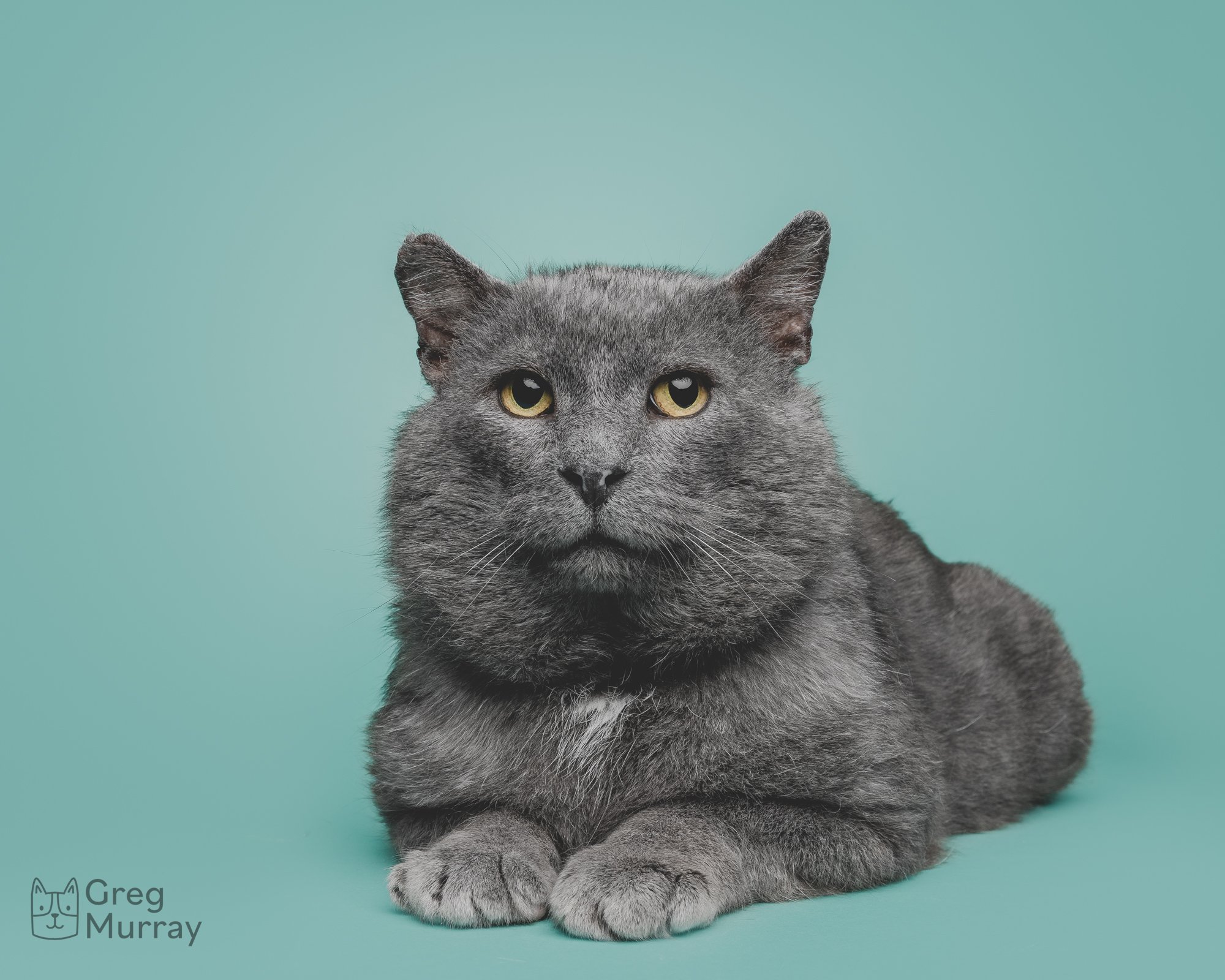 Greg Murray Photography | Cleveland based cat photographer dog photographer animal photographer pet photographer | studio portrait of rescue cat against a seamless backdrop6.jpg