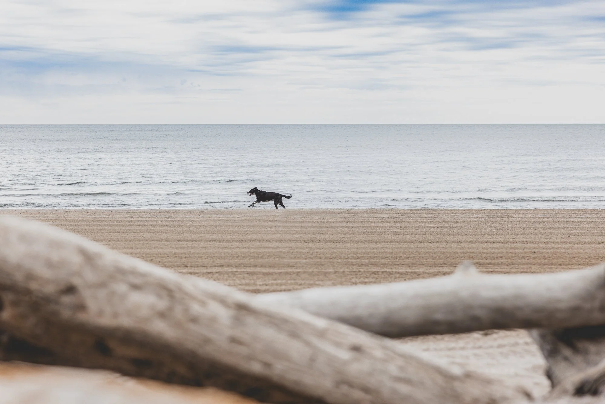greg murray photography | cleveland ohio based pet photographer animal photographer commercial pet photography | dog running on beach with lake in background.jpg