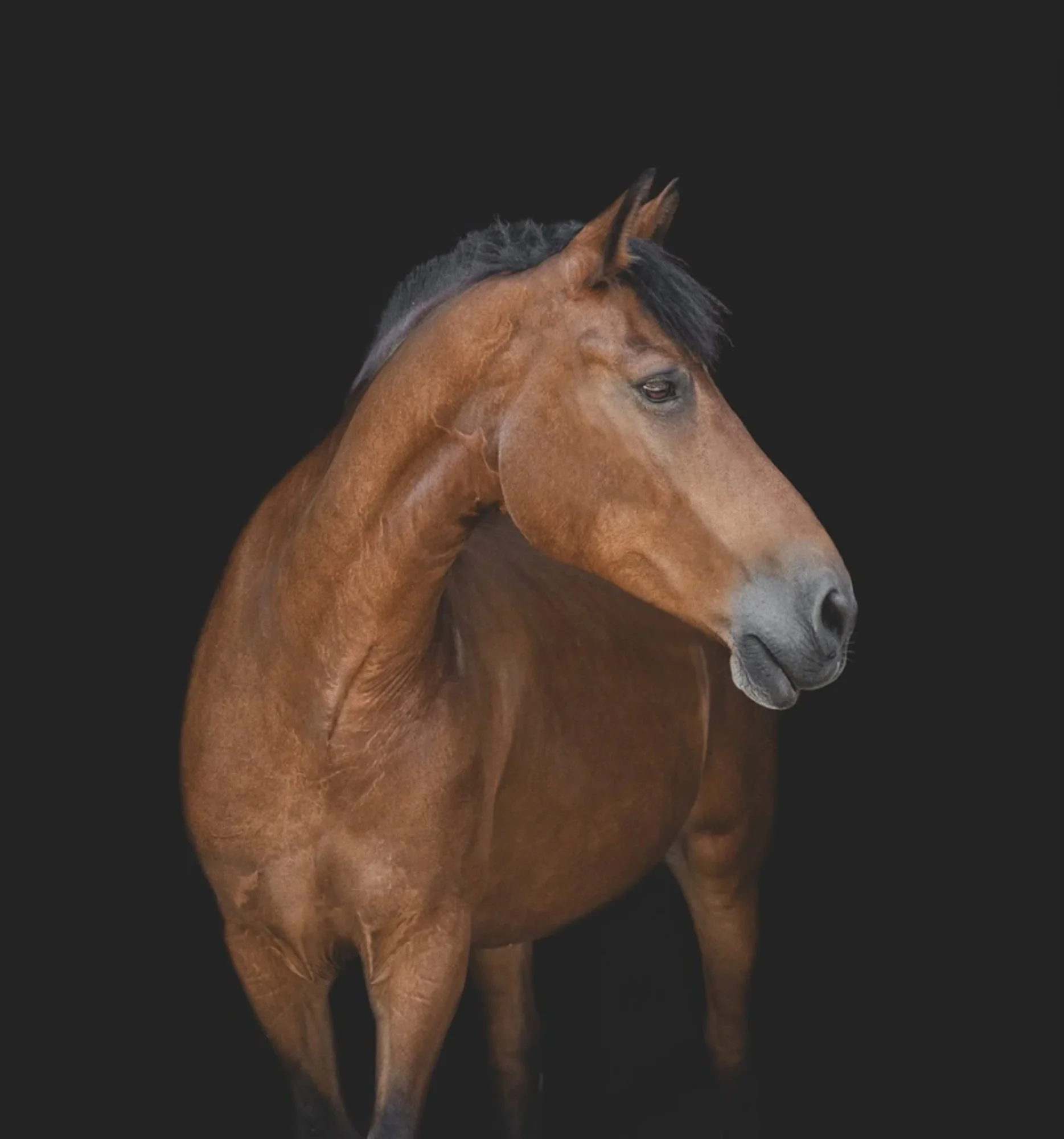 Ohio Equine photography Cleveland equine photographer Greg Murray Photography.jpg