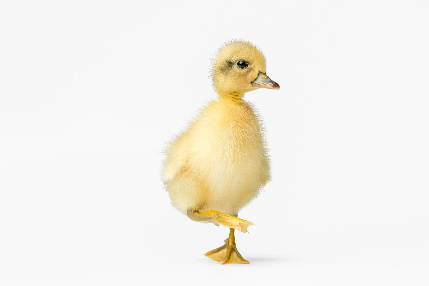 Greg Murray photography | duckling photograph art | fine art farm animals | studio portrait of duckling on white backdrop.jpg