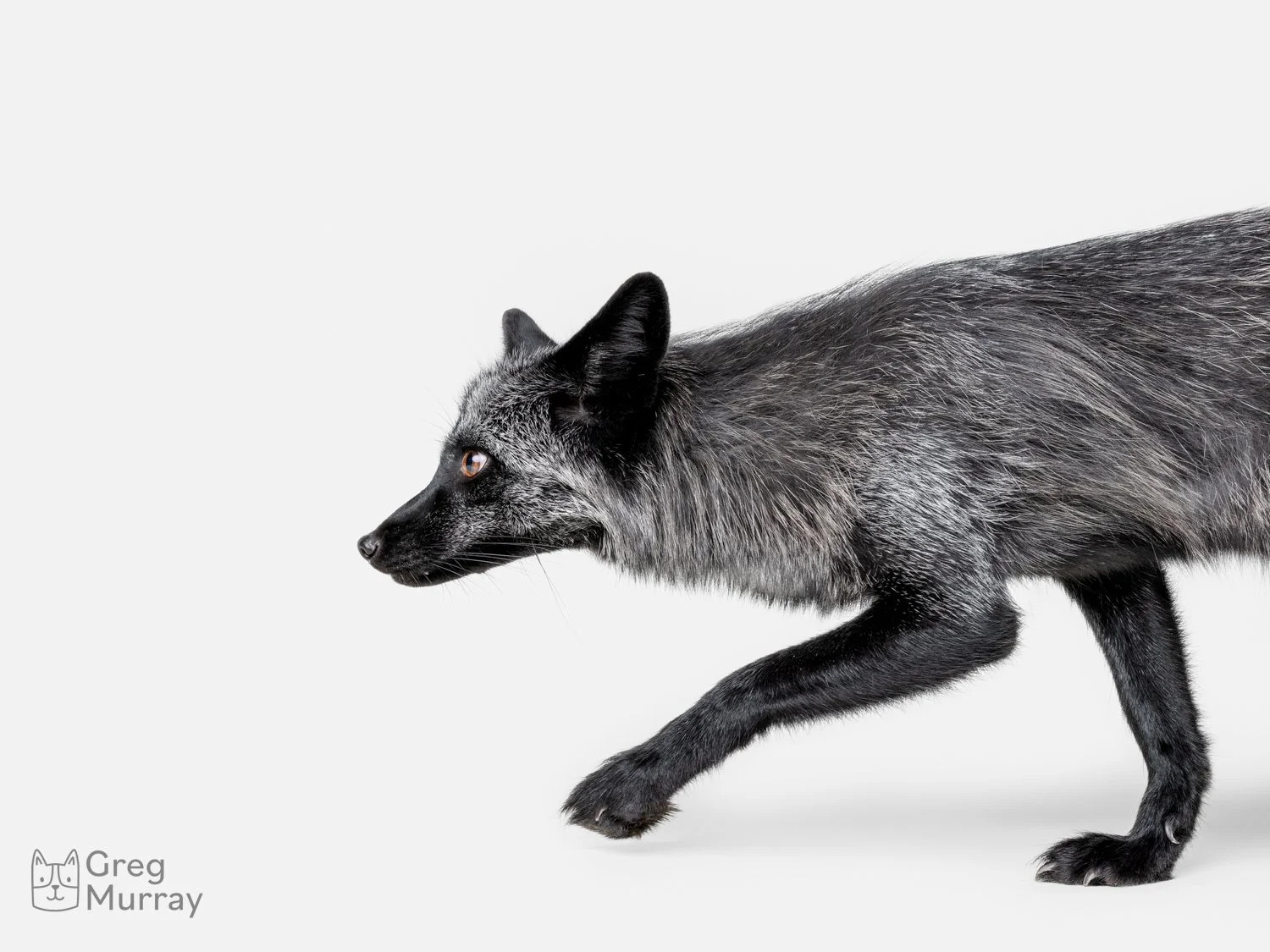 Gypsy the Fox Fine Art Print: Benefiting Fox Tale Sanctuary