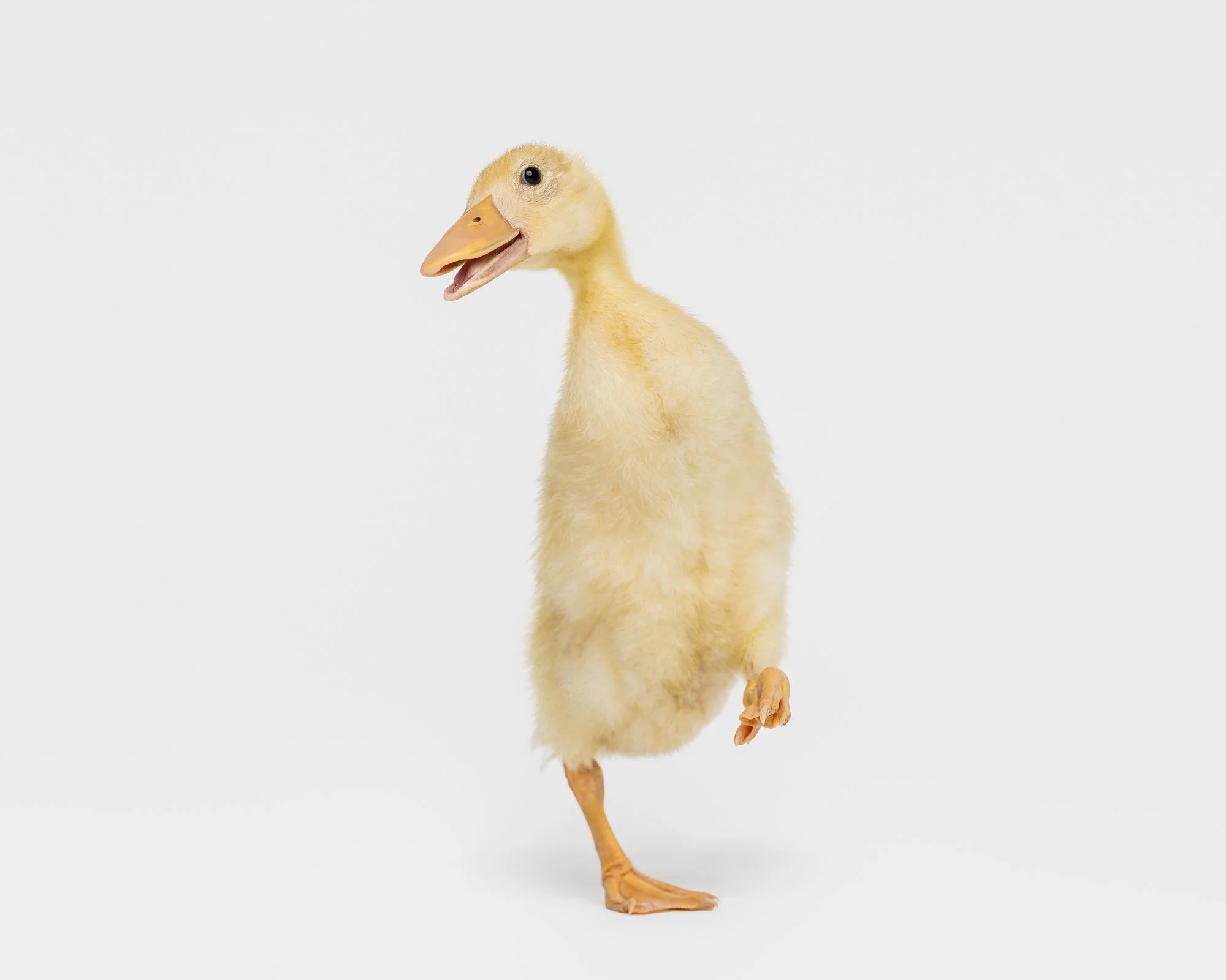 baby duck.jpg