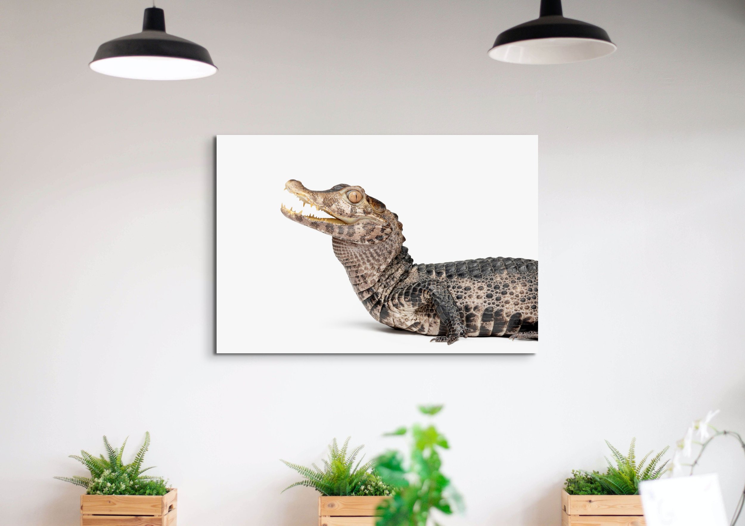 sharp tooth the caiman.jpg