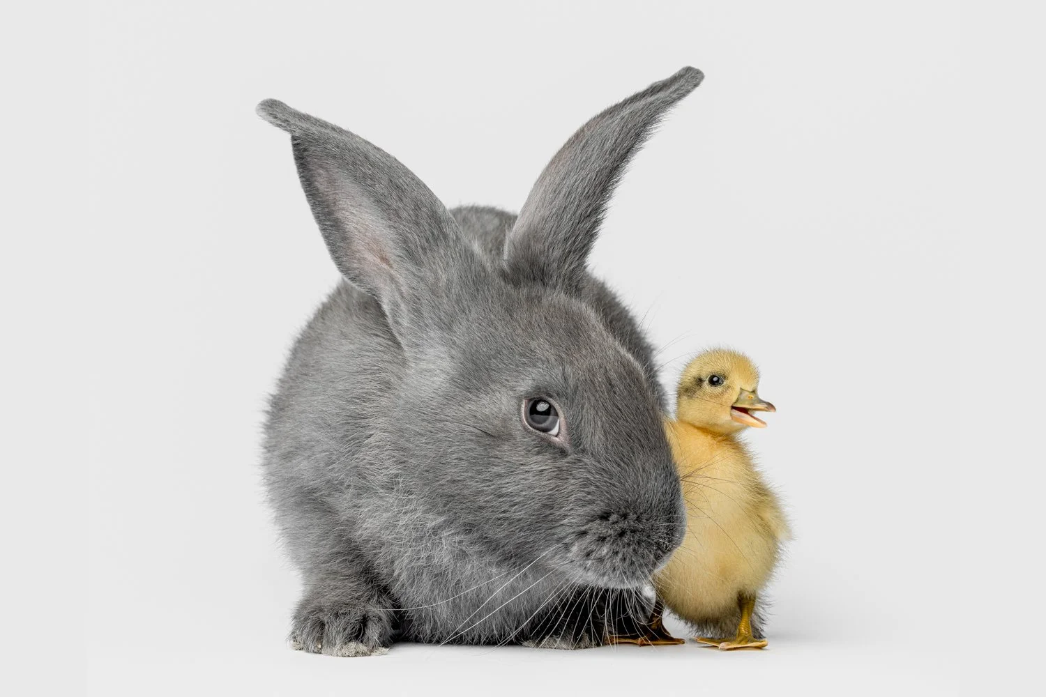 Greg Murray Photography | farm photography | photo of bunny and duckling on a white backdrop hugging each other.jpg