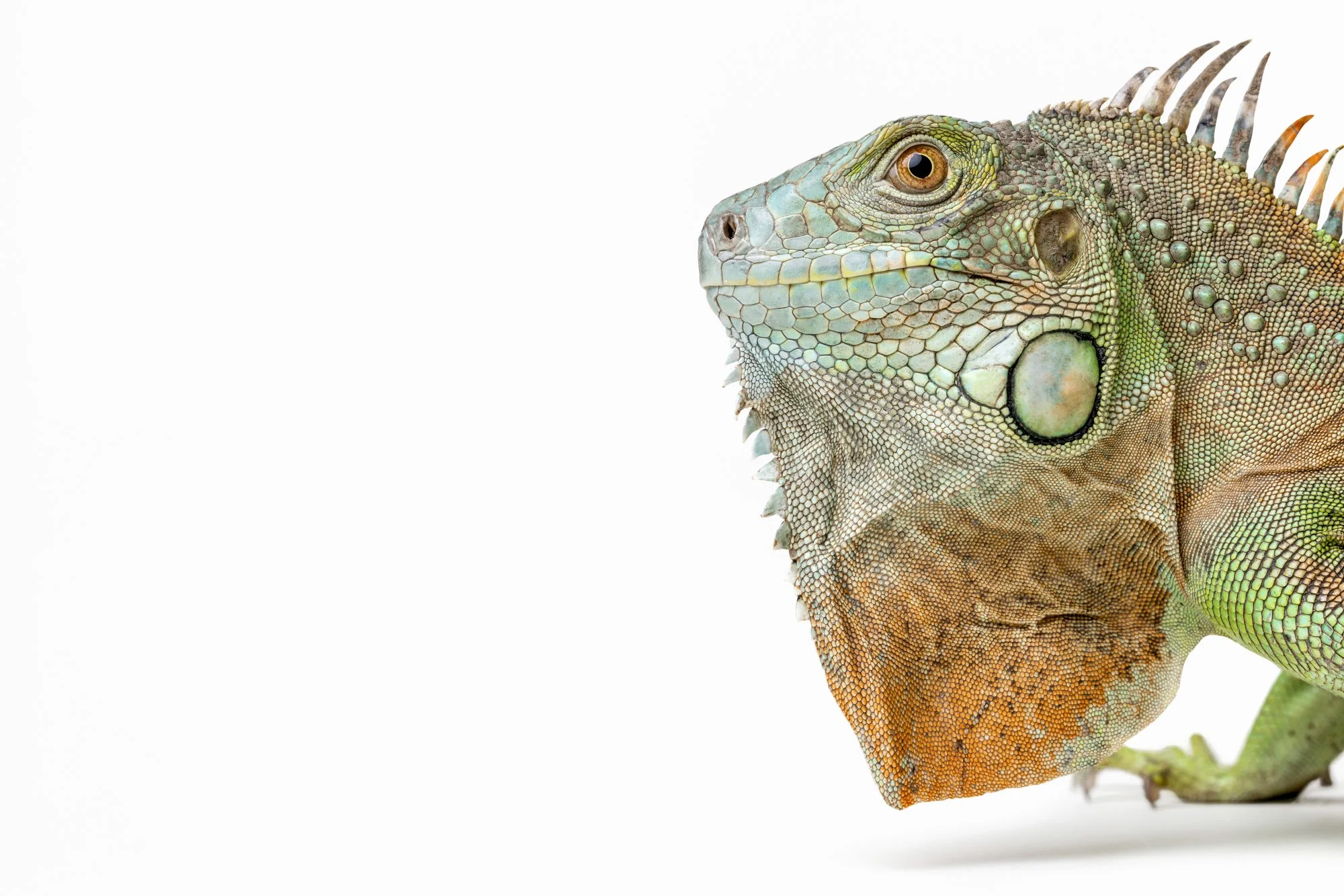 16x20 vincent-Edit-Edit copy 2-Edit-Edit.jpg