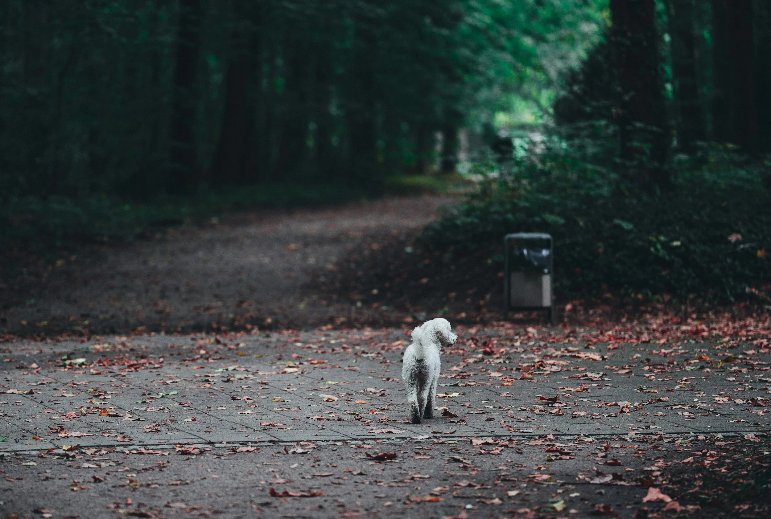 unsplash-image-wvy2vMcOMnY.jpg