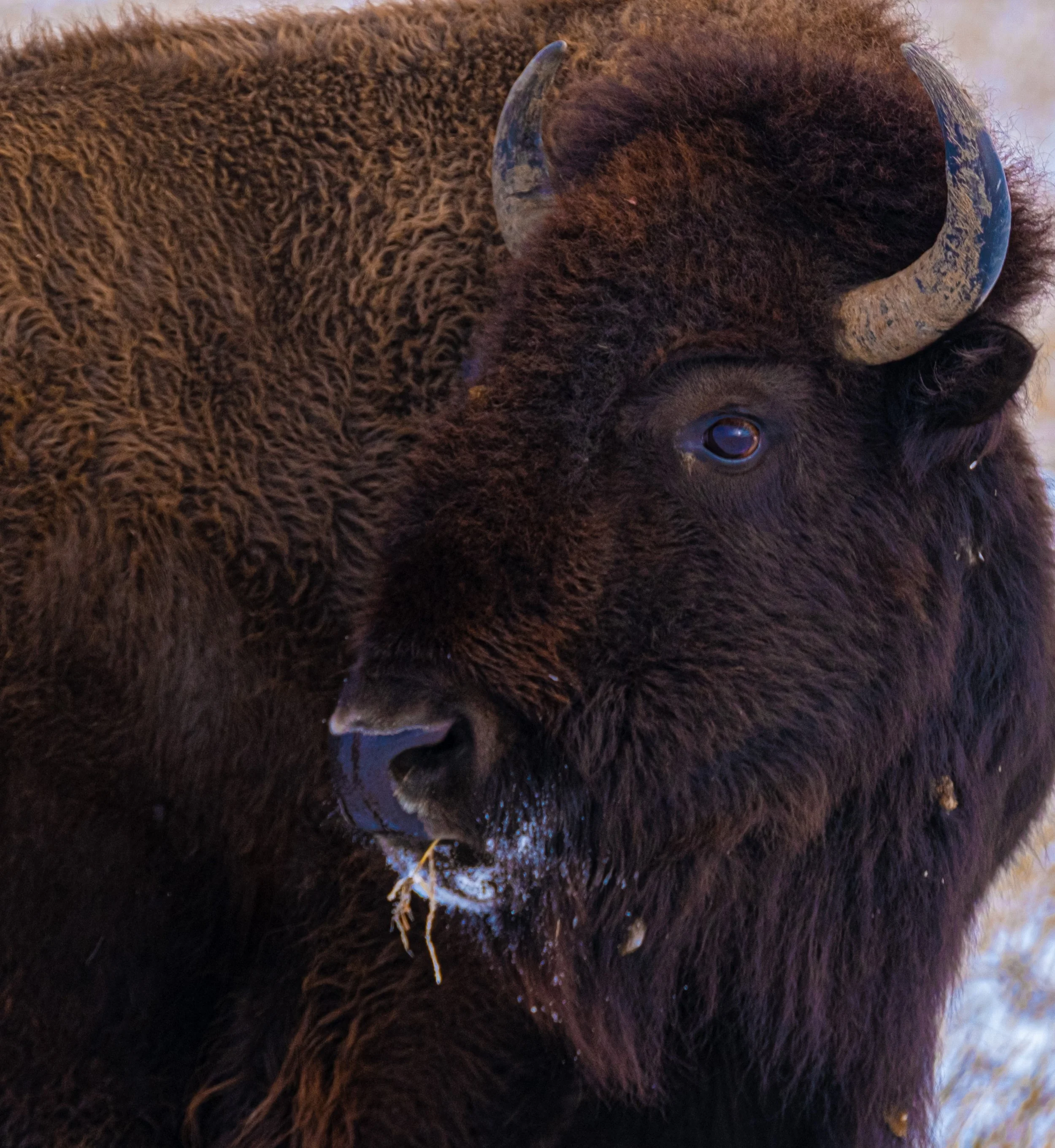 The Badlands NP (Copy)