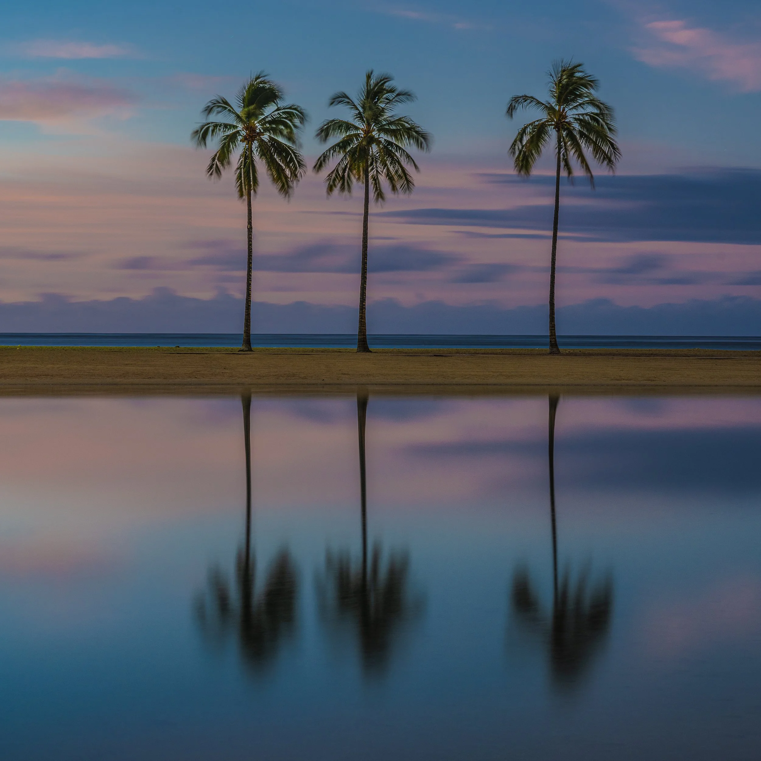 3 Palms on O'ahu (1 of 1).jpg