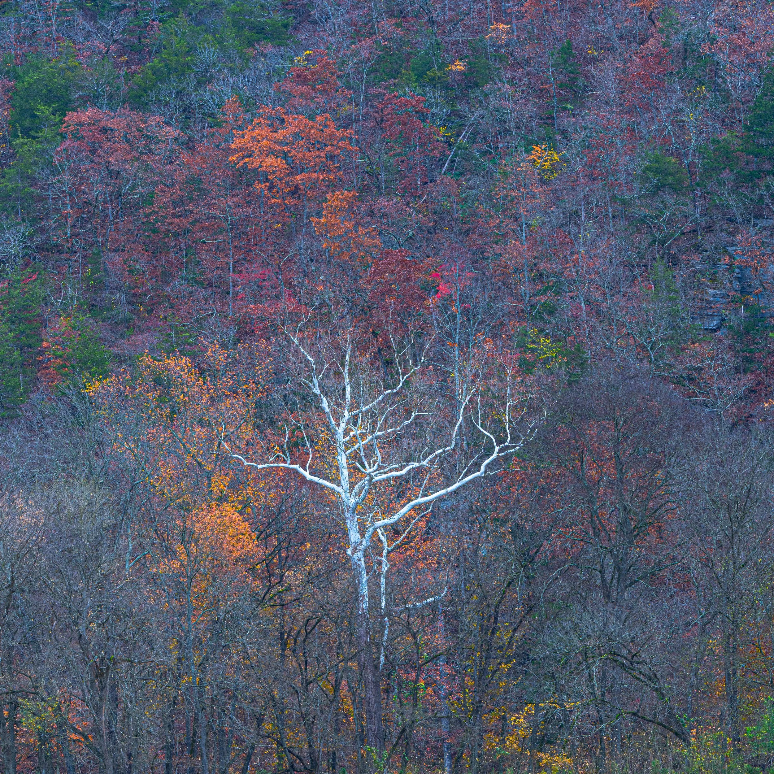 Fall colors in Boxley