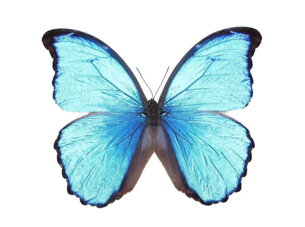 morpho-didius.jpg