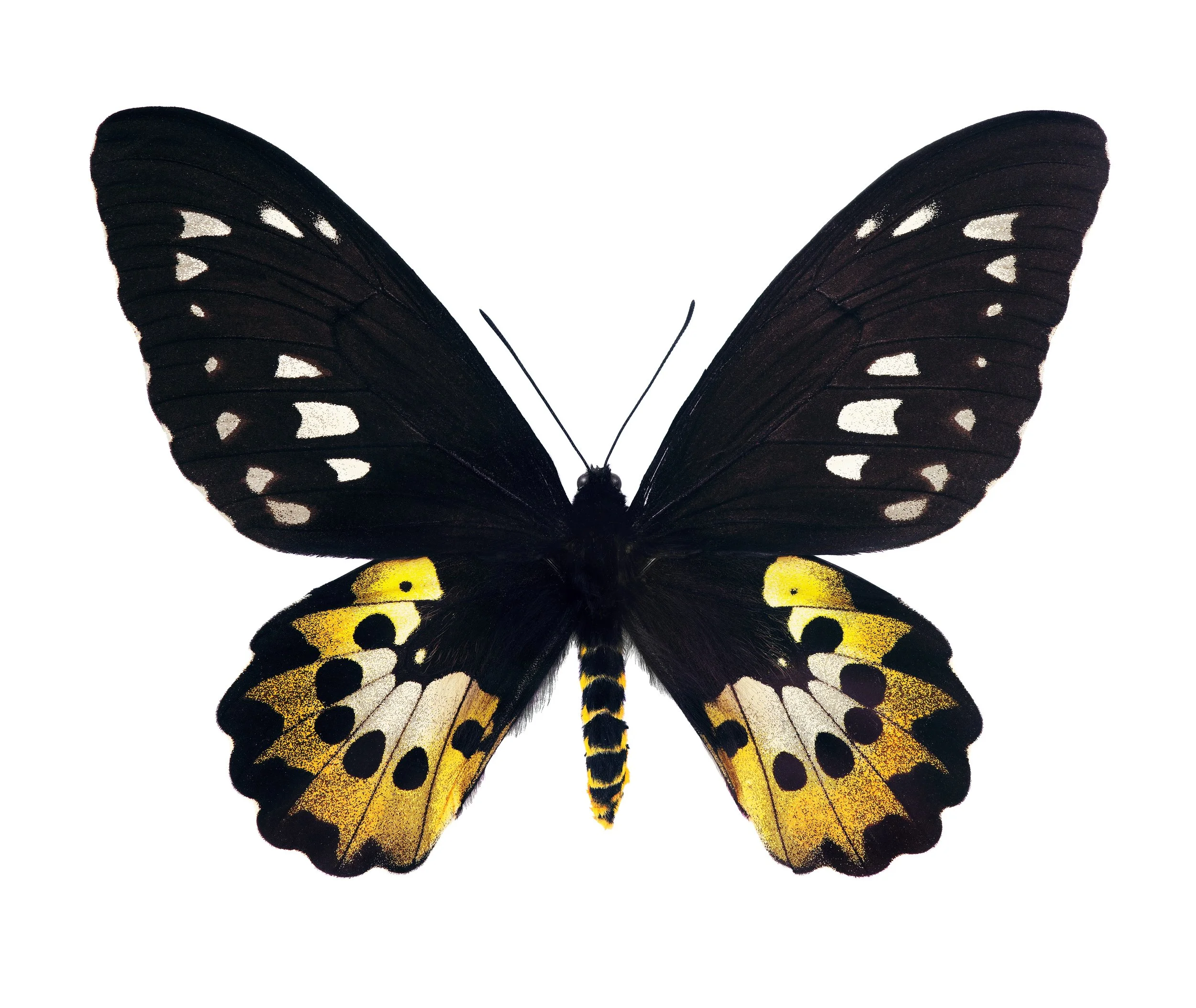 vecteezy_large-colorful-tropical-butterfly-isolated-on-white_71671430.jpg