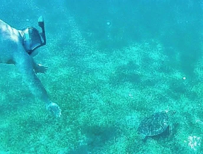 At St Kitts we took a taxi to the closest beach. The taxi driver told us people never really see turtles at that beach but we remained hopeful! I told one of our grandsons that I had a feeling God would help us out and in about 12 feet of water out i