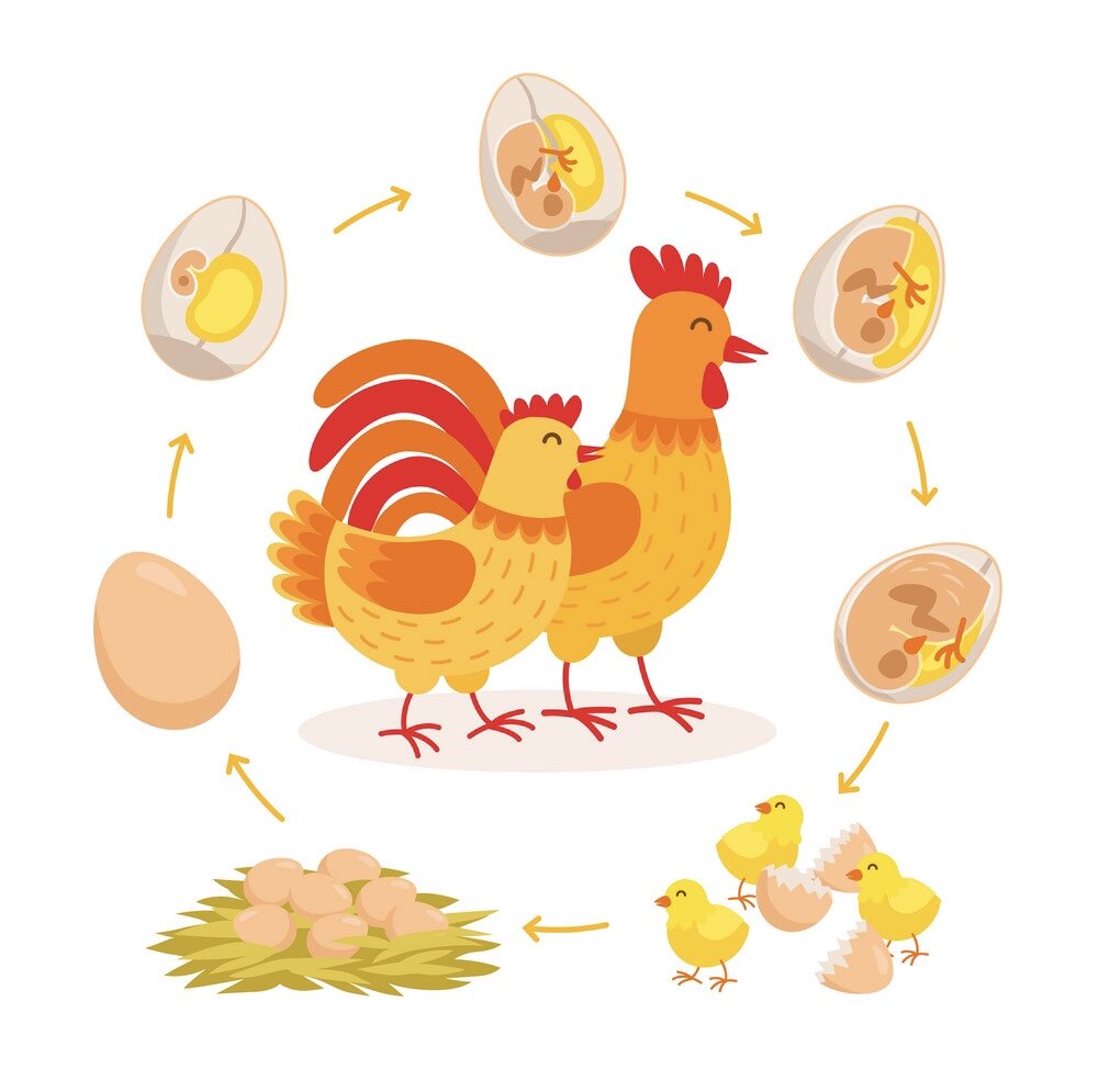 Chicken Life Cycle — Adventures in the Schoolhouse