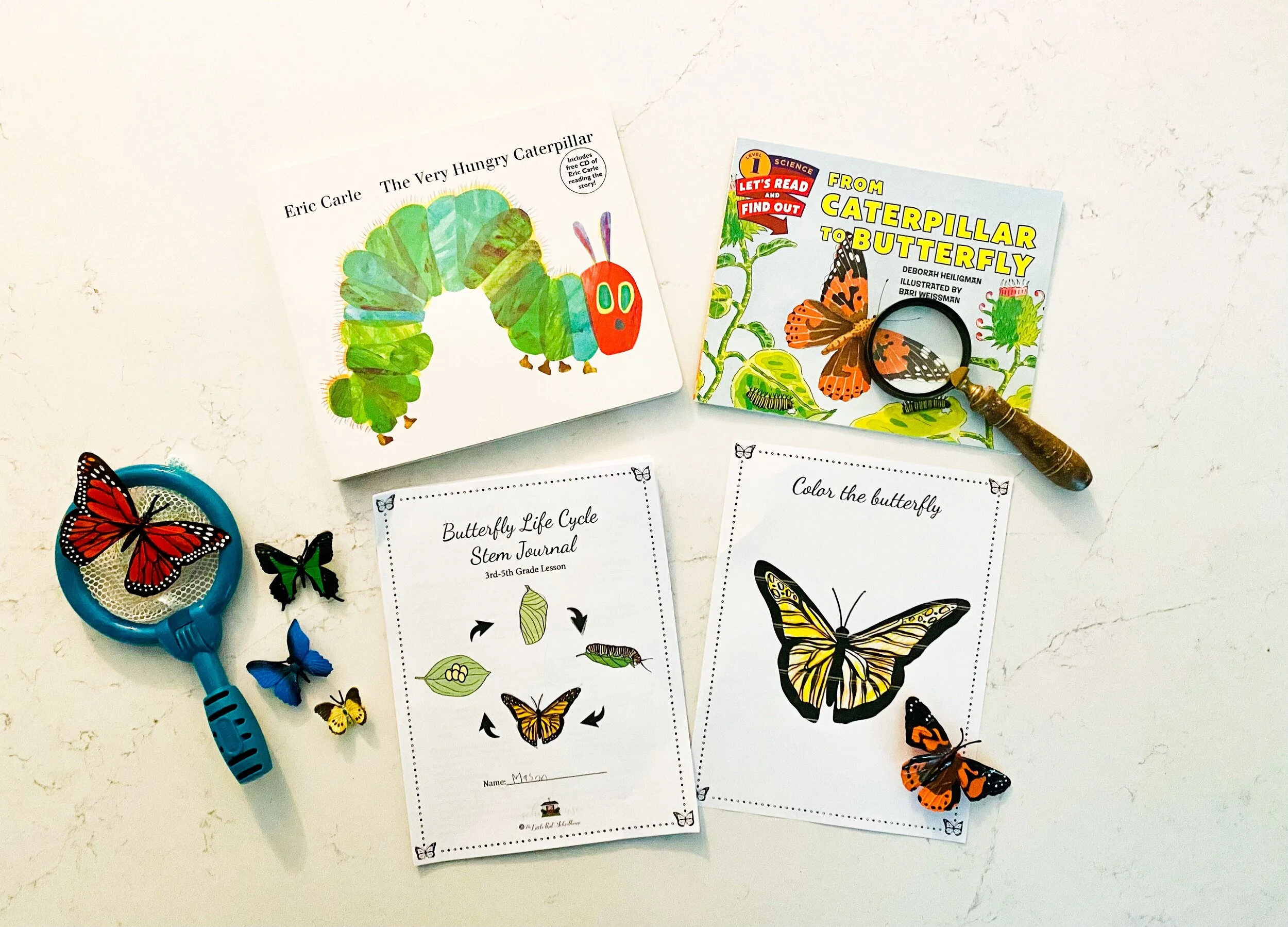 Butterfly Life Cycle