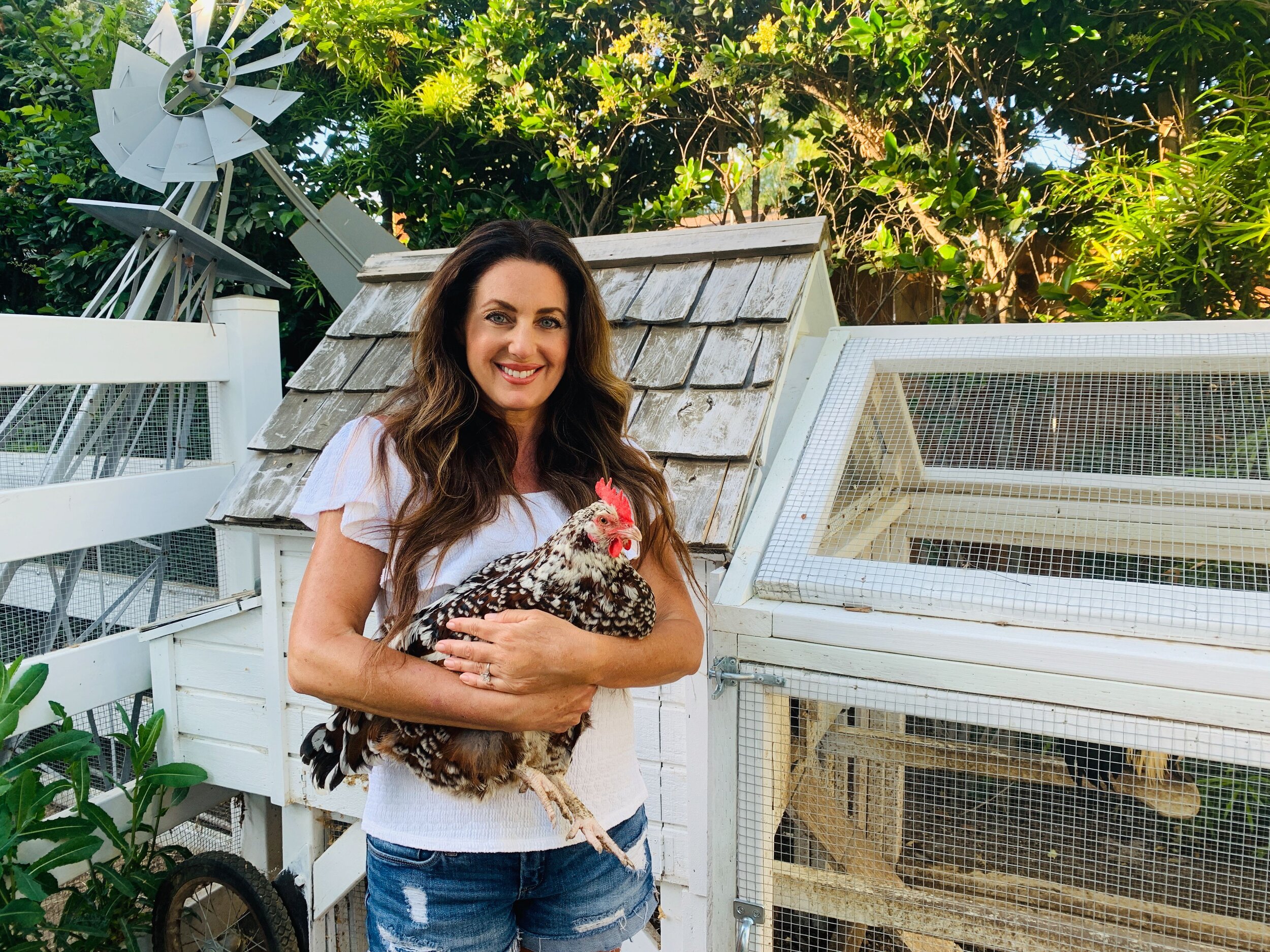 Chicken Life Cycle Stories