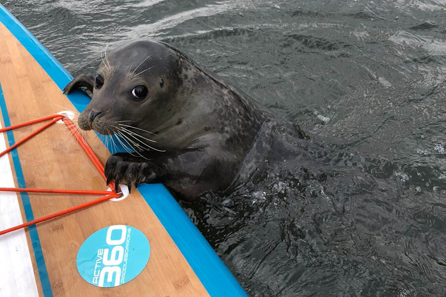 Seal_London_Thames_Active360_SUP_paddleboarding_Kew Bridge.jpg