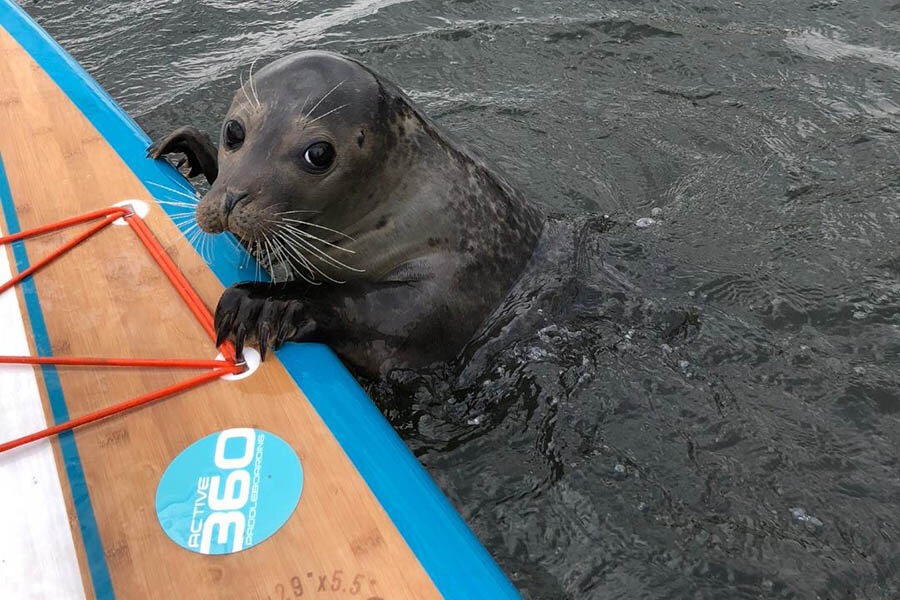 Seal_Thames_Active360_paddleboarding_SUP.jpg