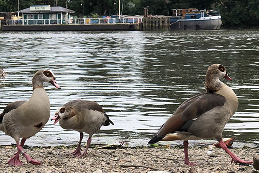 ducks_Thames_Active360_river.jpg