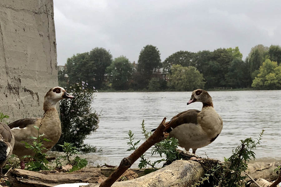 ducks_Thames_natural_history_tour.jpg