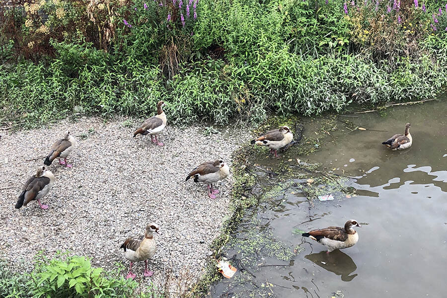 ducks_Thames_river.jpg