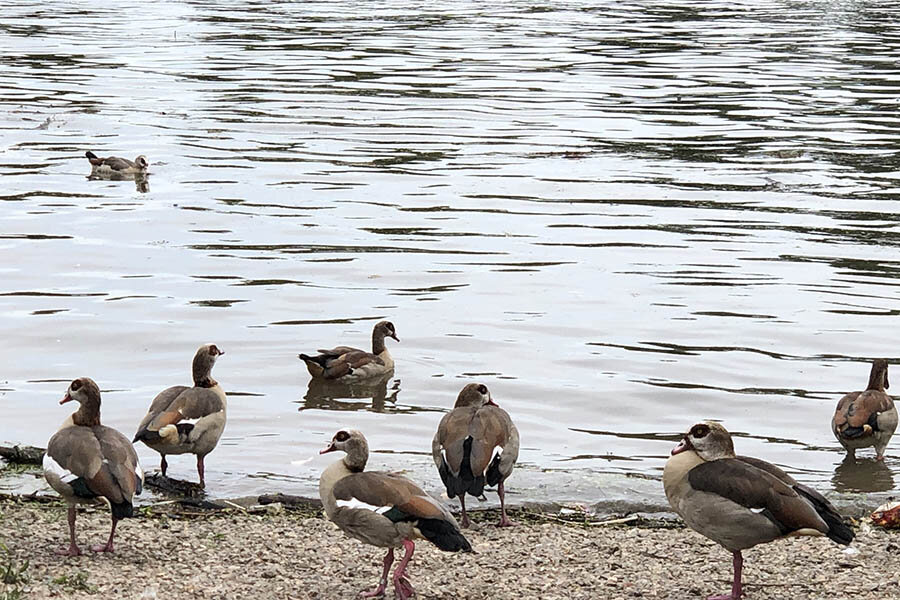 ducks_Thames.jpg
