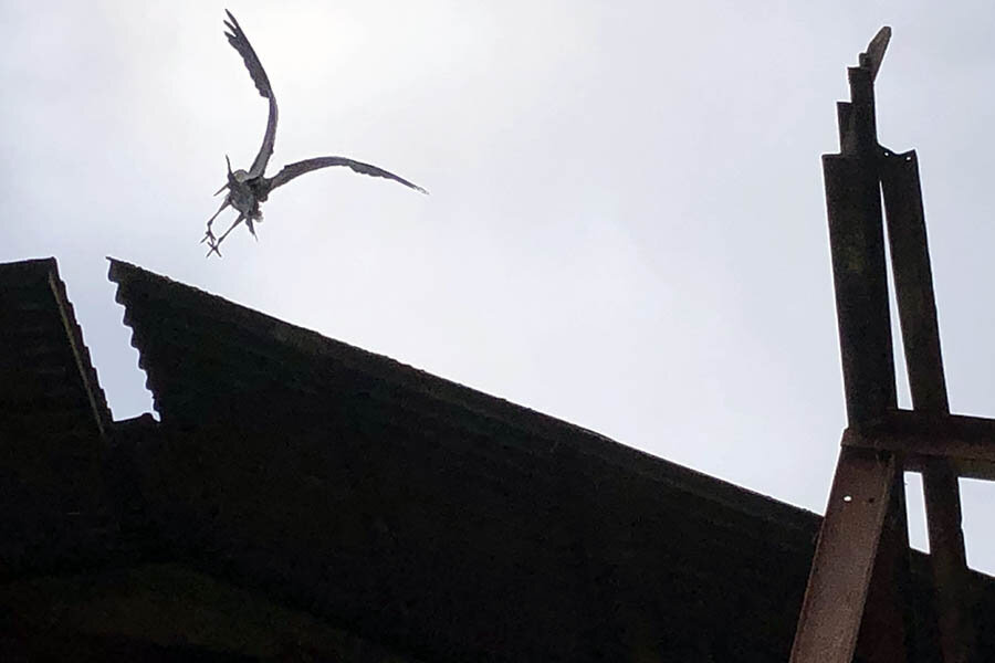 heron_flying_Thames.jpg