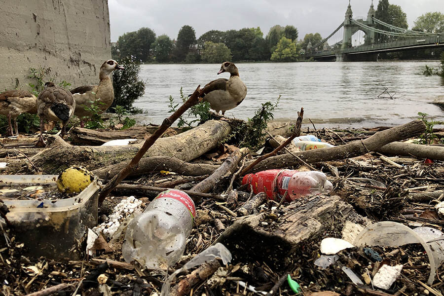 ducks_Thames_river_plastic_pollution_Active360.jpg