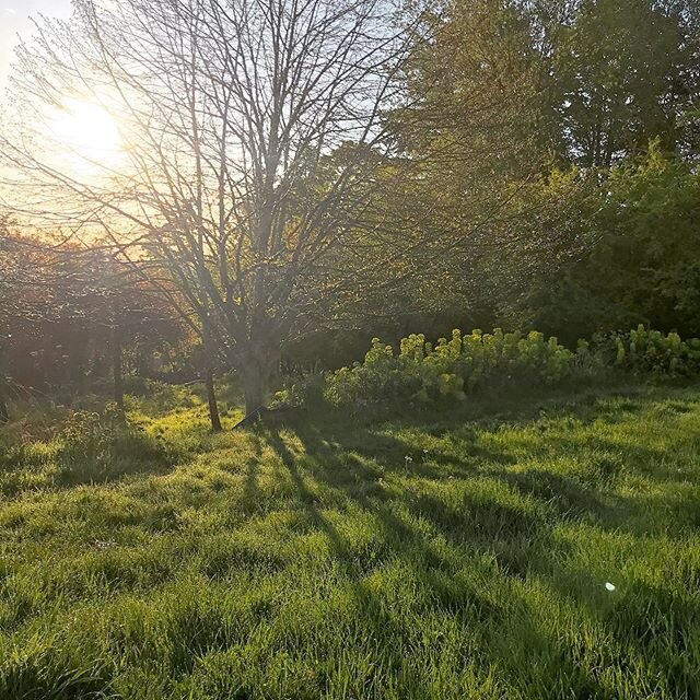 Good morning Salt Spring.
Happy May Day!

There is something magical about waking up to dewy grass and sunshine. We really do live in paradise. Remember to mow the grass over your septic fields regularly for the most efficient evaporation and leachin