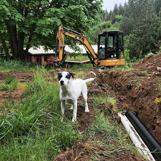 Meet Jack! 🐶

We are so lucky to have the cutest little helper on this trenching project. Just like us, he loves Diggin&rsquo; but he also does a great job entertaining by chasing his own tail. 🤣
.
.
.
#DigginItExcavating 
#DigginItSSI #DigginIt #E