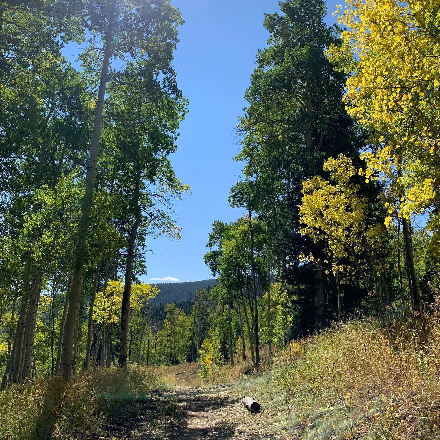 Meadow Mountain to Whiskey Creek to Everkrisp. What more is there to say. Such a great fall ride. #minturn #usfs #fall #mountainbike #beautiful