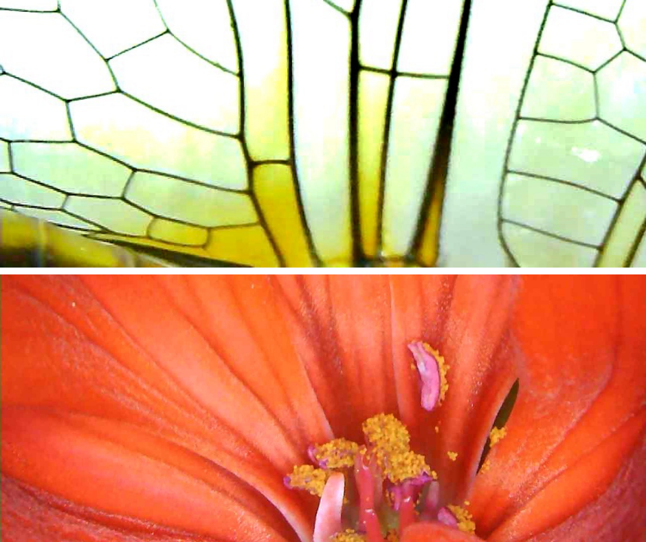  pictures from our microscope (dragonfly wing and flower) 