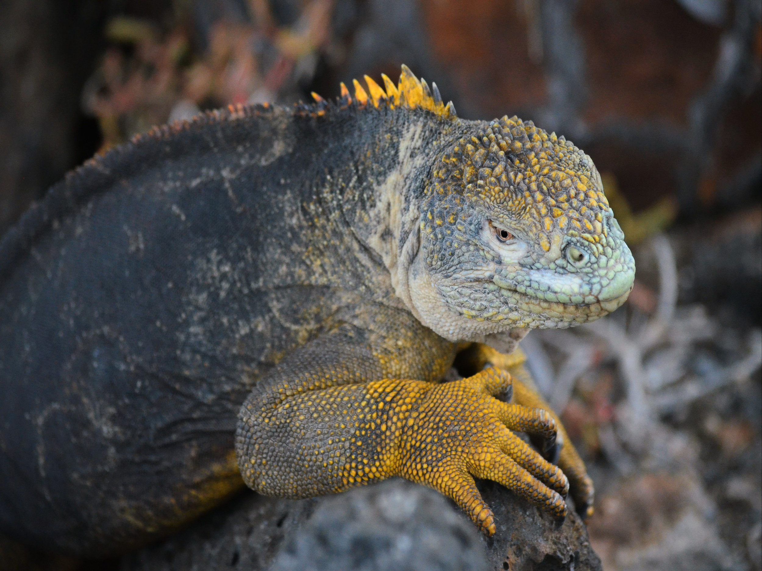 Galapagos Islands, 2016