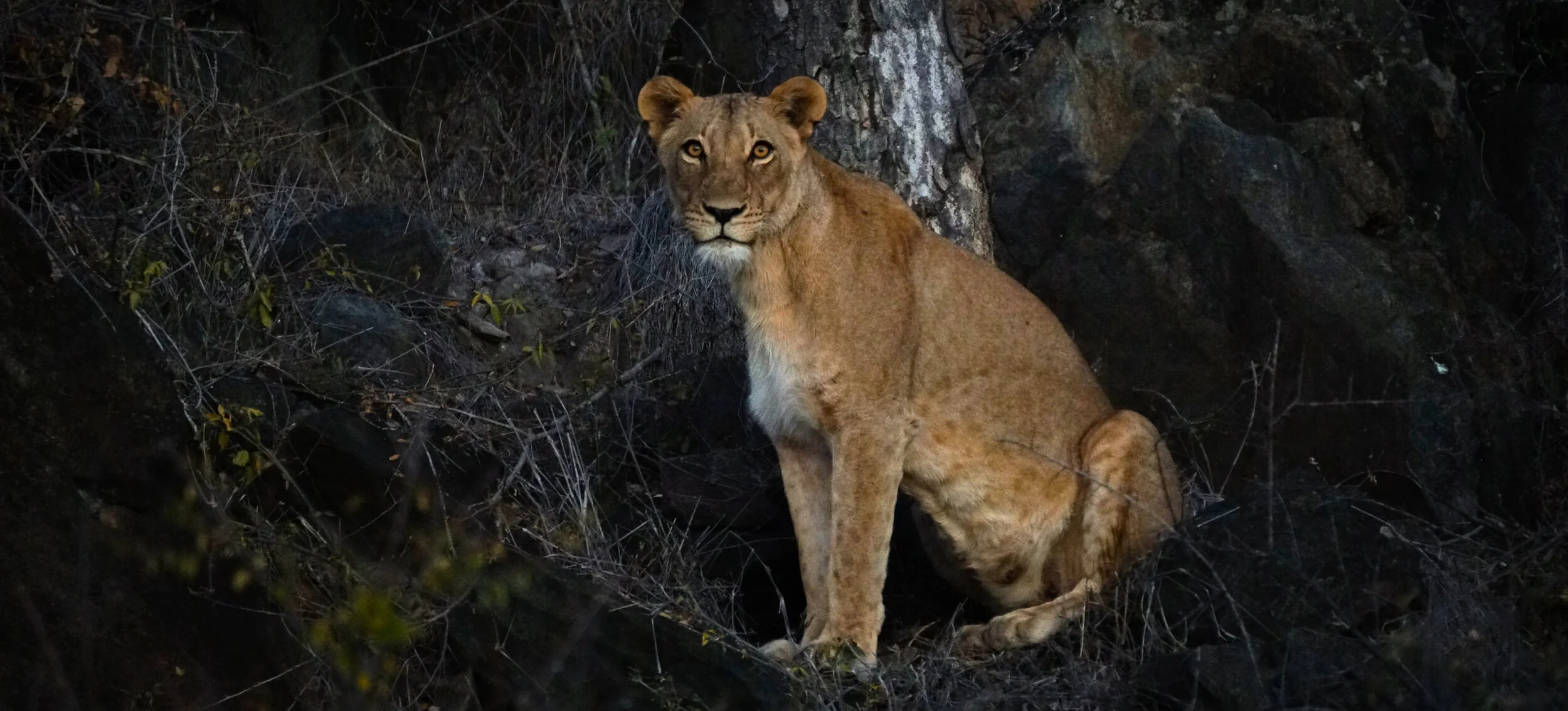 Eyes of a Lioness.jpg
