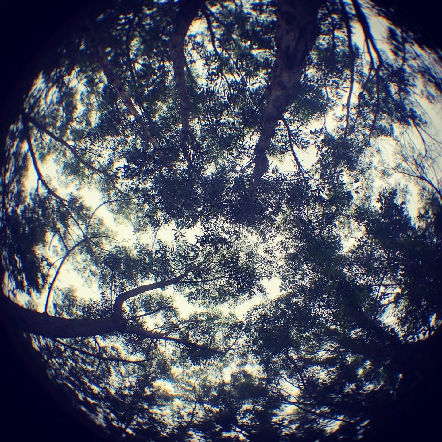 Haikus (updated 04/08/26)