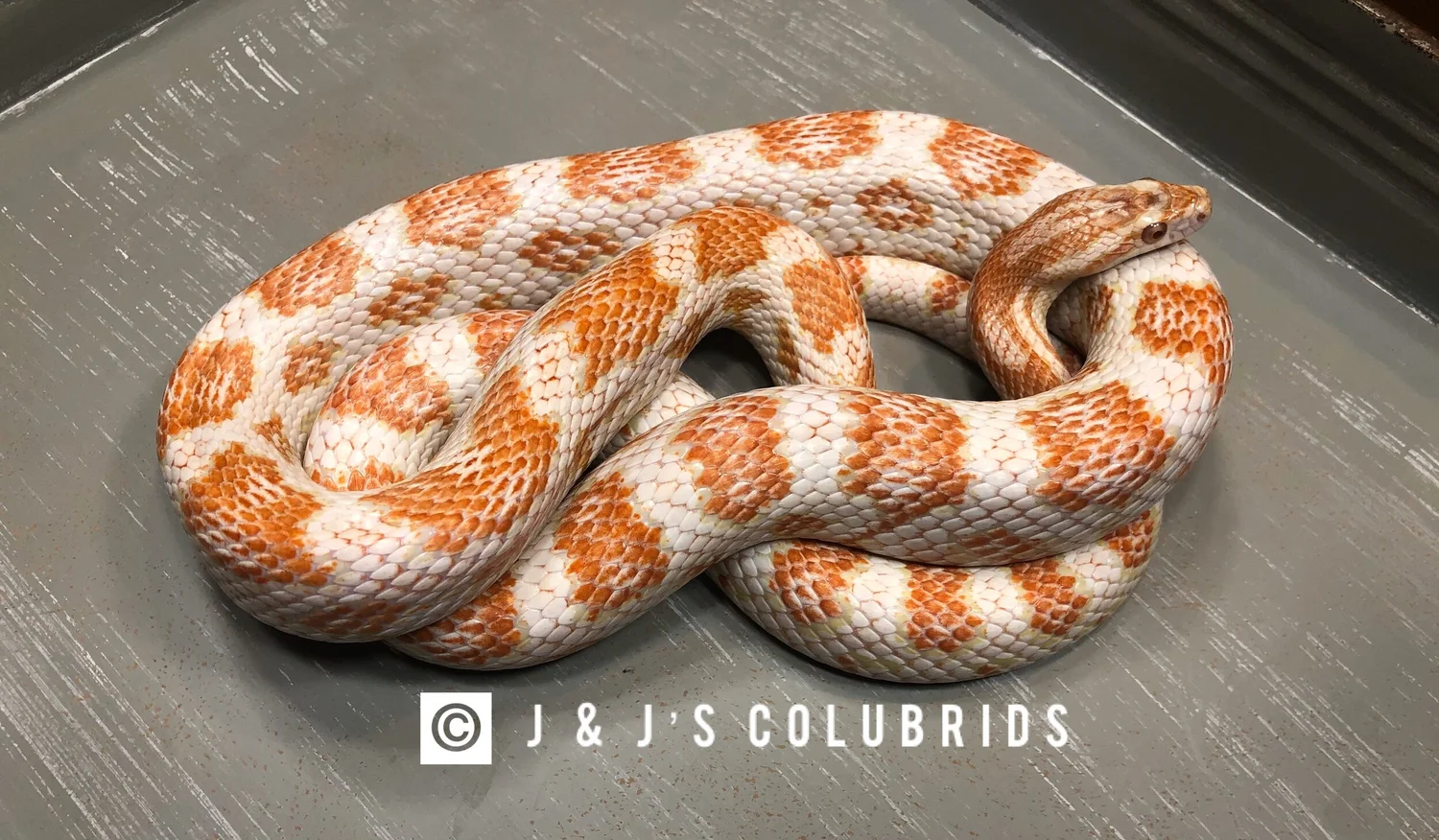 J J S Colubrids J J S Colubrids