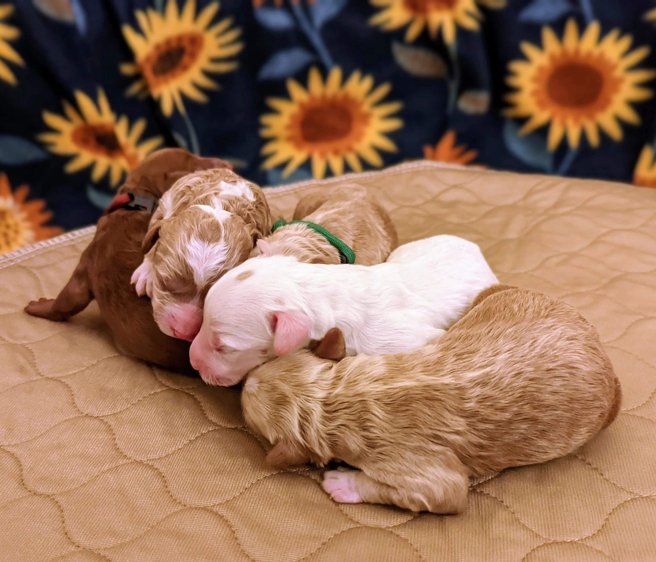 Pups 8.1.2022.jpg