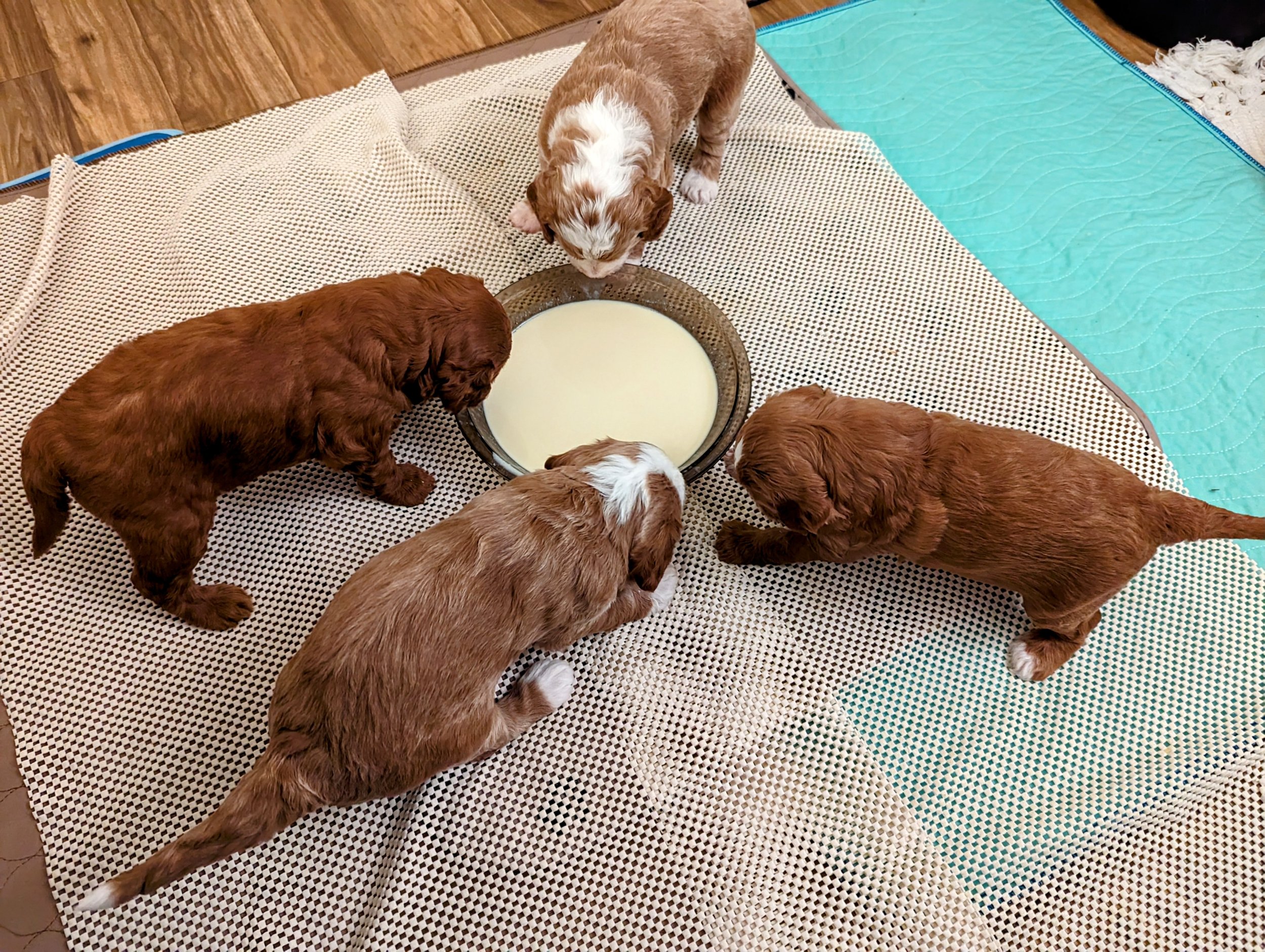 Pups first meal.jpg