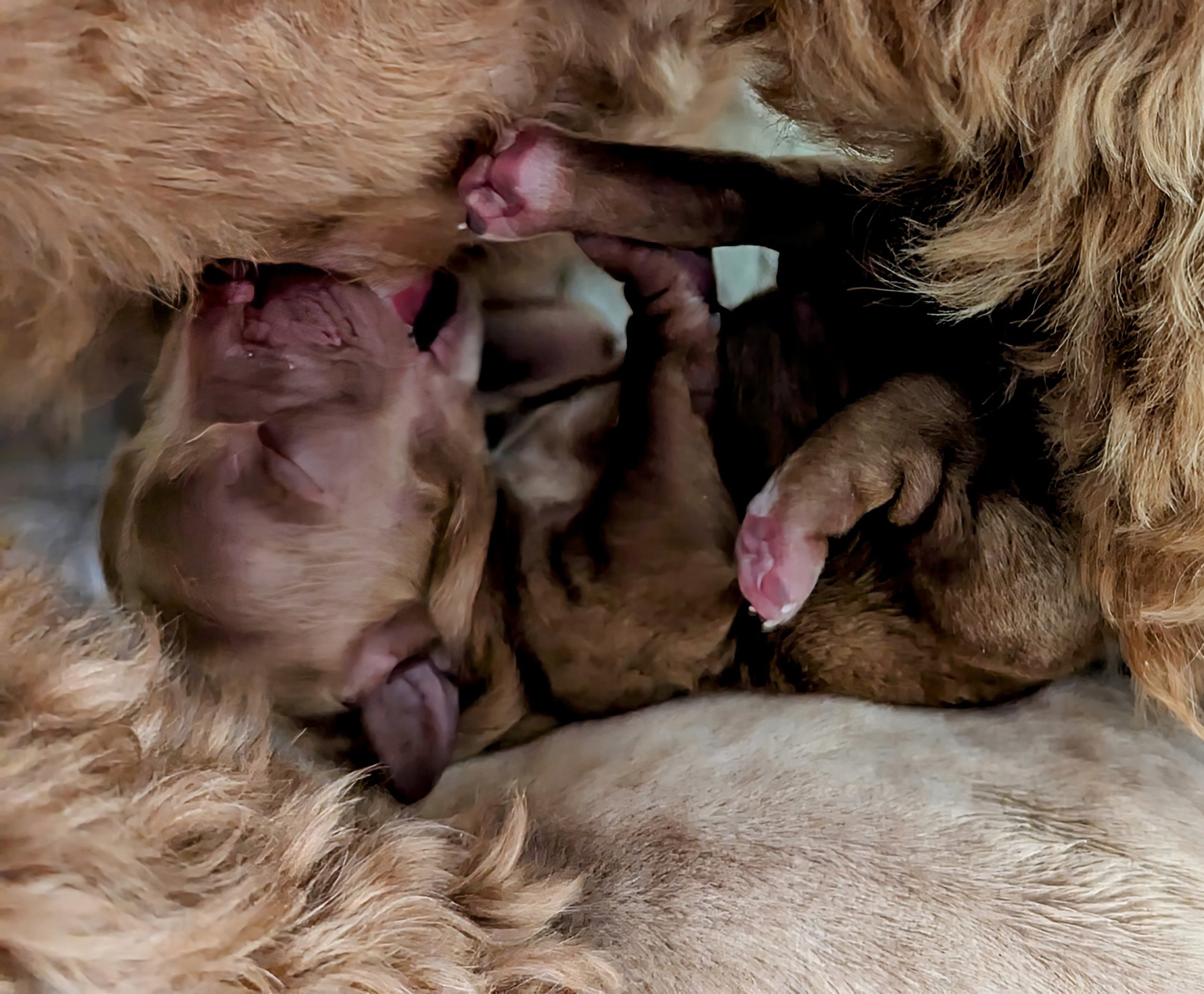 Brand New Puppy nursing.jpg